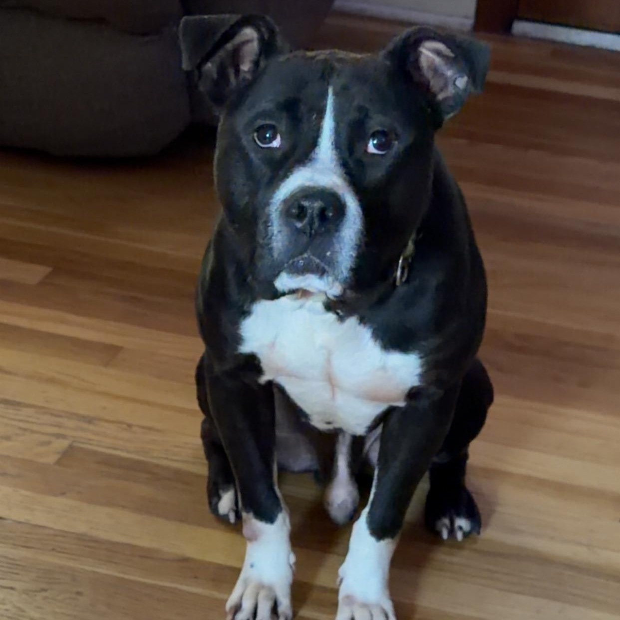 Enlarge Tux, a ADOPTABLE Pit Bull Terrier in Peotone, IL image 3/6