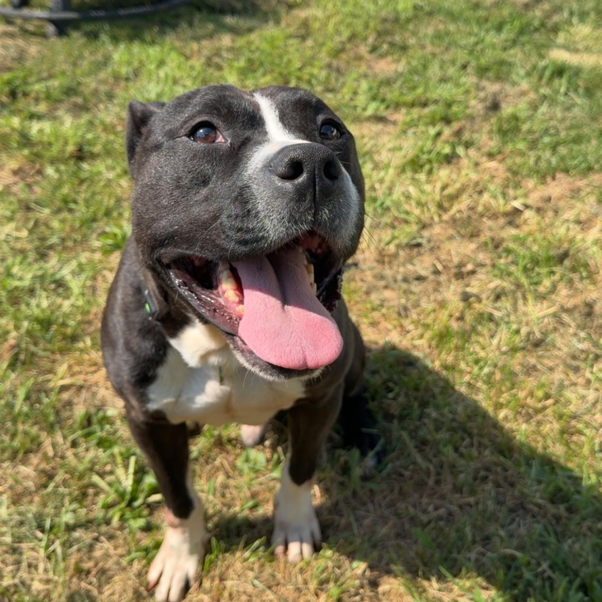 Enlarge Tux, a ADOPTABLE Pit Bull Terrier in Peotone, IL image 2/6