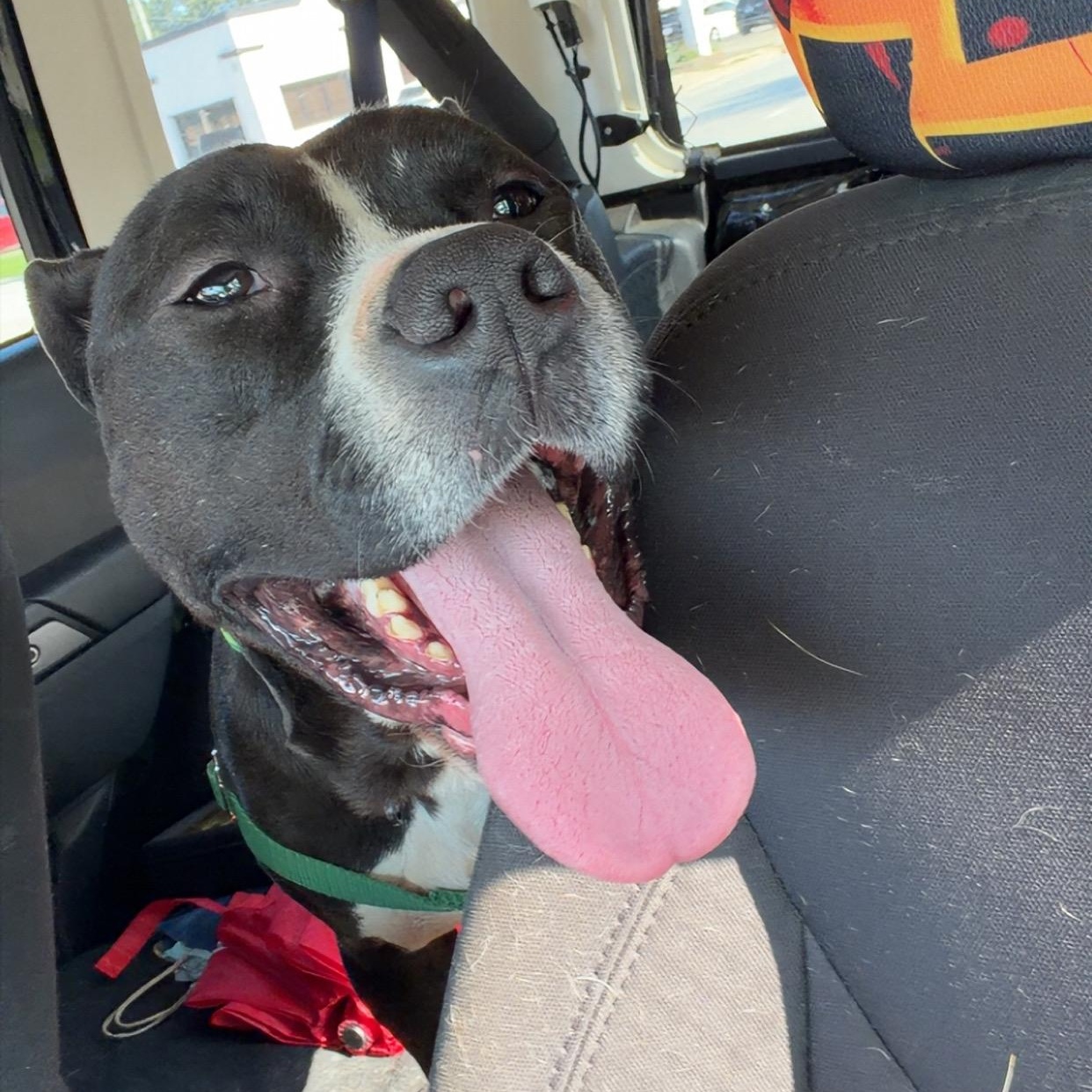 Enlarge Tux, a ADOPTABLE Pit Bull Terrier in Peotone, IL image 5/6