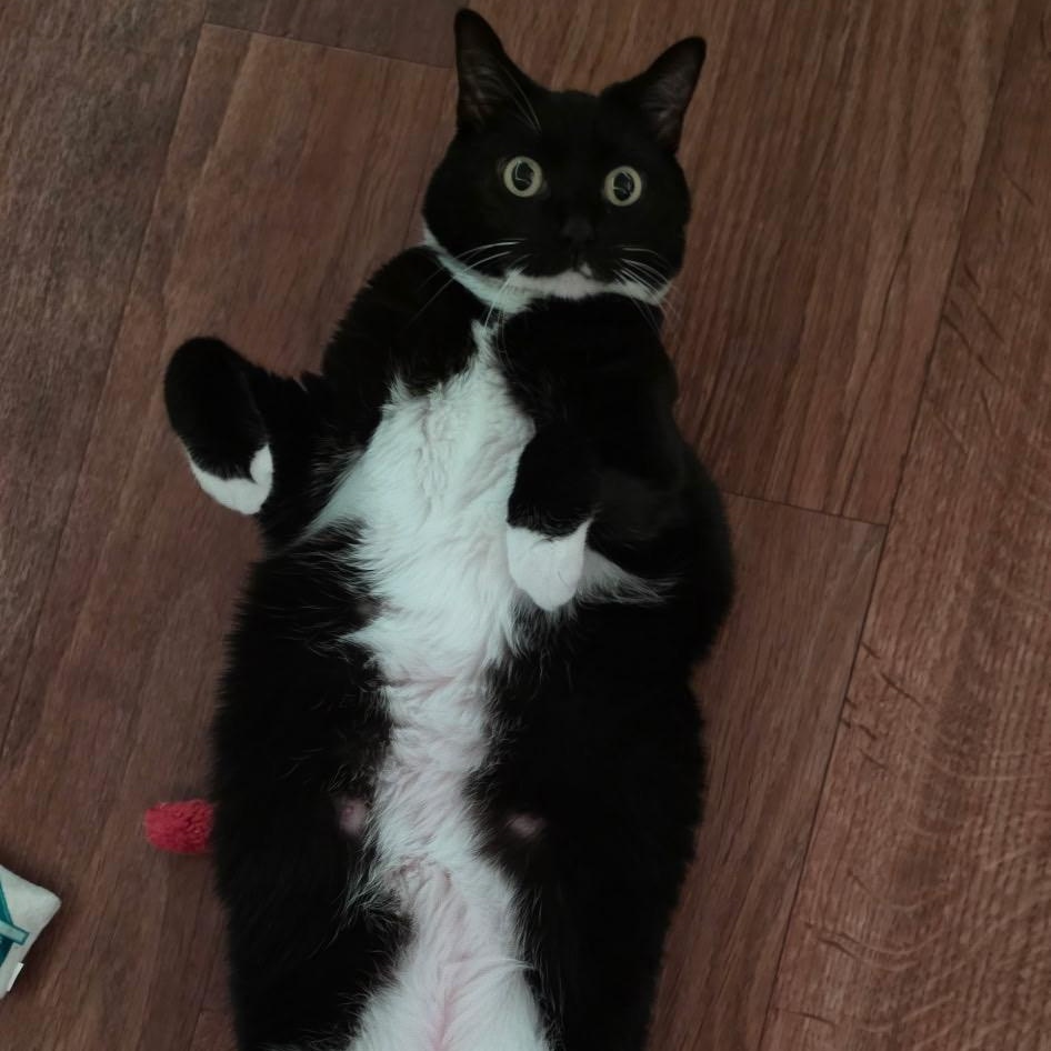 Enlarge Pwincess, a Adoptable Tuxedo in Blacksburg, VA image 2/3