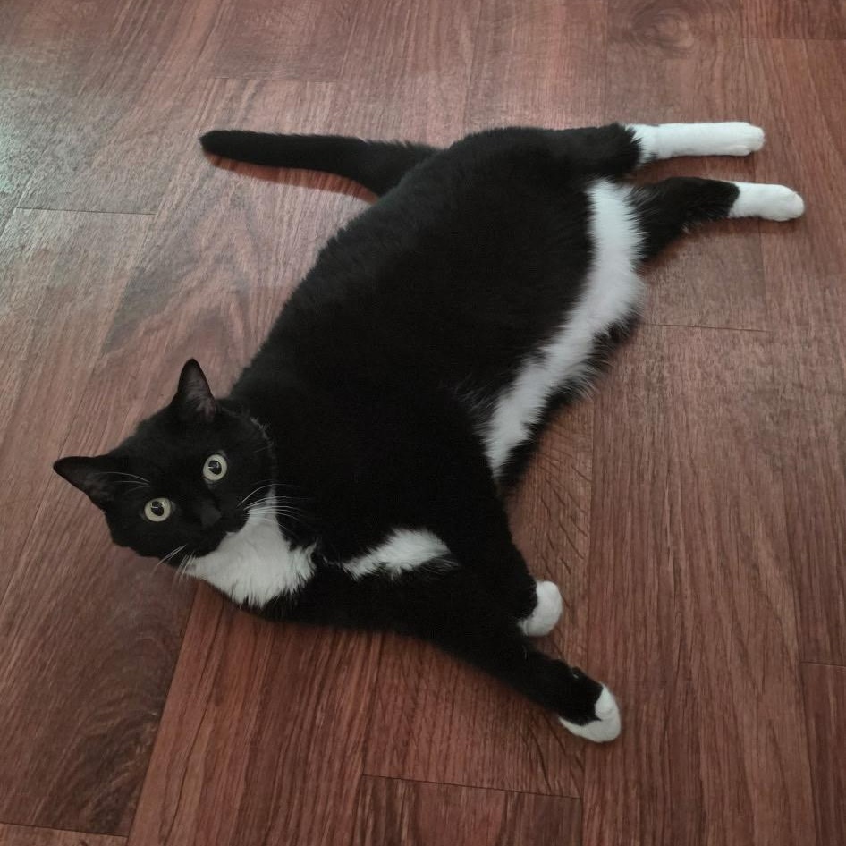 Enlarge Pwincess, a Adoptable Tuxedo in Blacksburg, VA image 1/3