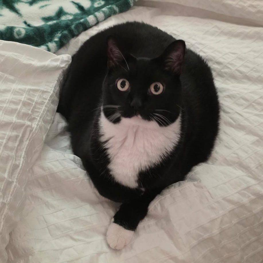 Enlarge Pwincess, a Adoptable Tuxedo in Blacksburg, VA image 3/3