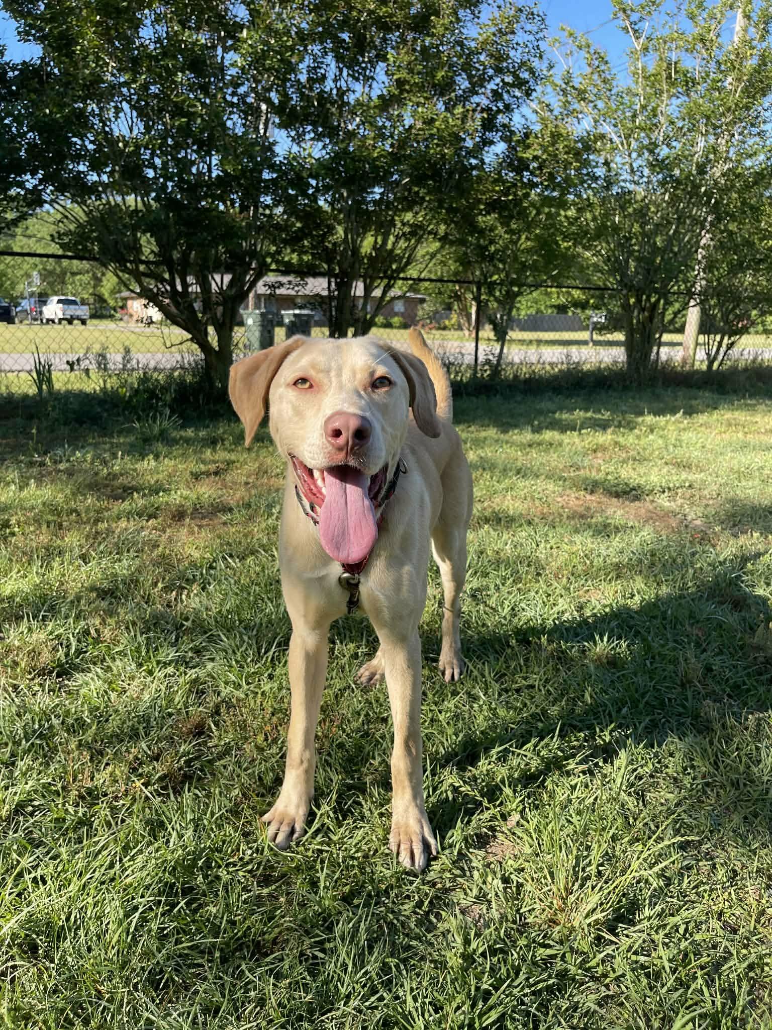 Enlarge Christopher Robin, an adopted mixed breed in Milton, FL image 2/2
