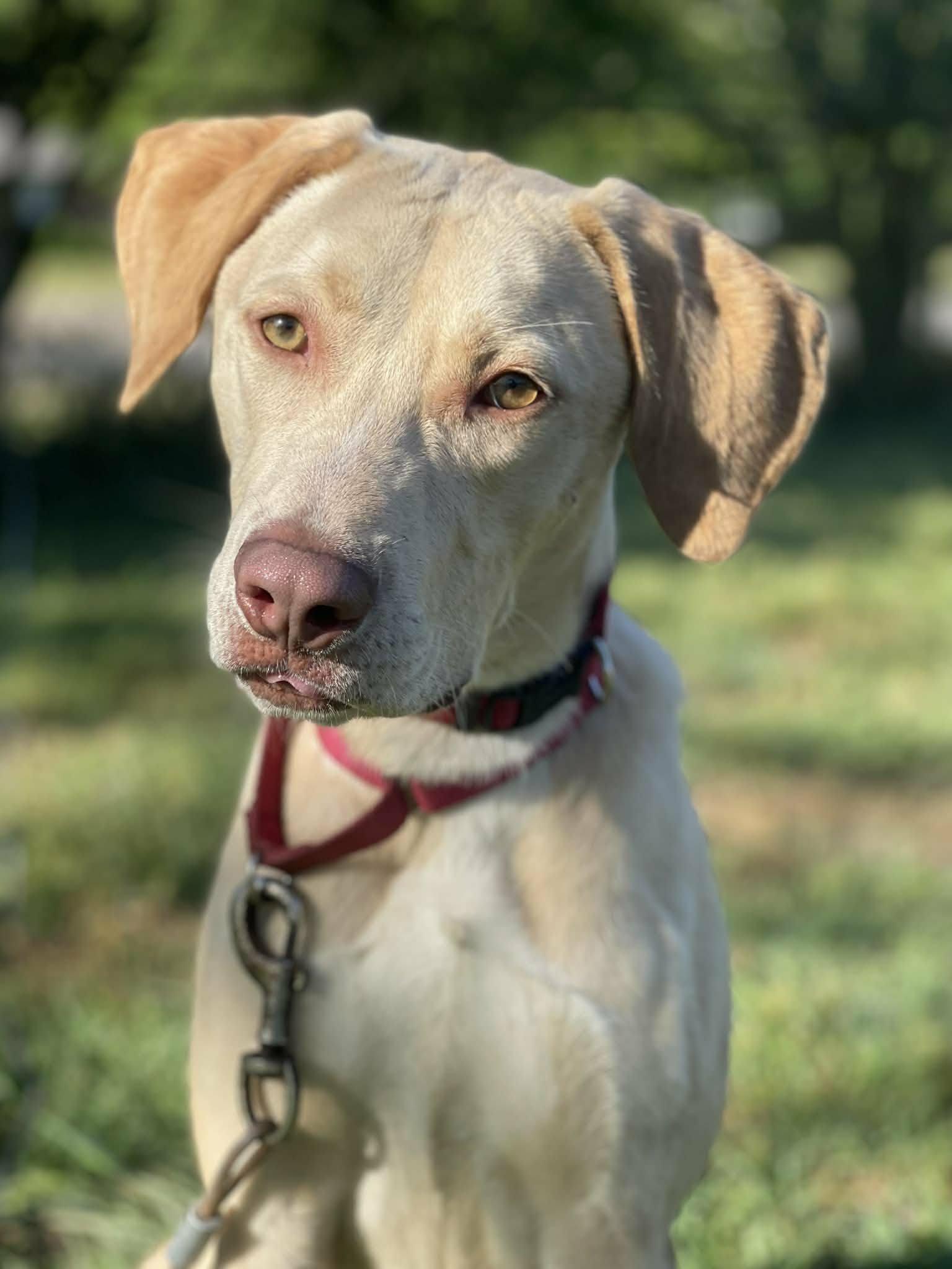 Enlarge Christopher Robin, an adopted mixed breed in Milton, FL image 1/2