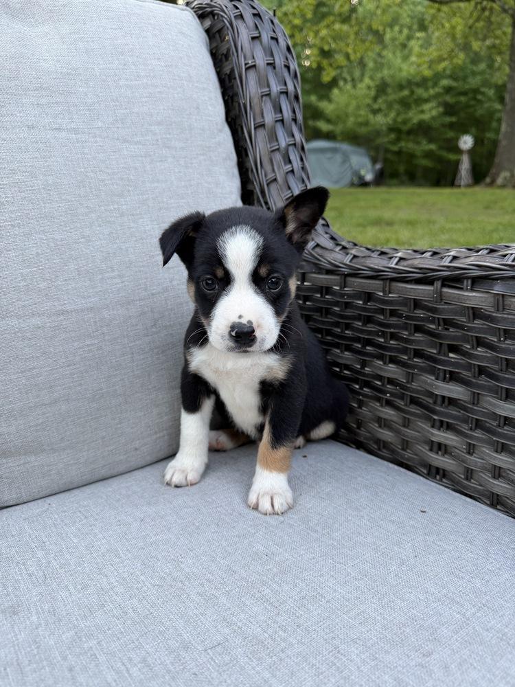 Enlarge Bean, a Adoptable mixed breed in Irwin, PA image 3/6
