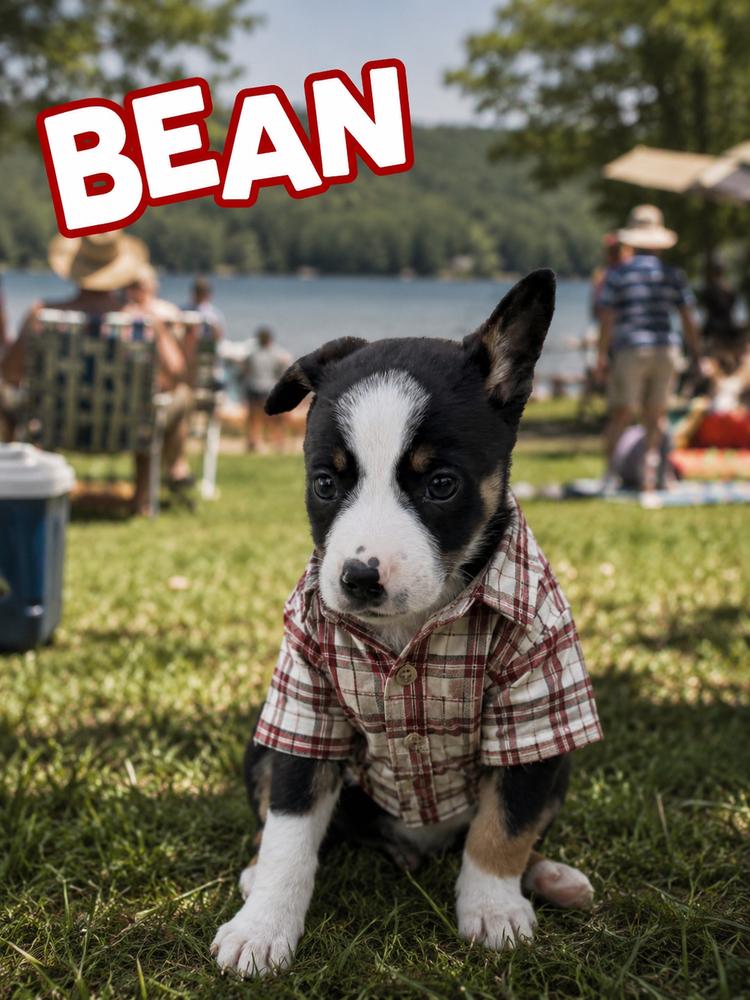 Enlarge Bean, a Adoptable mixed breed in Irwin, PA image 6/6