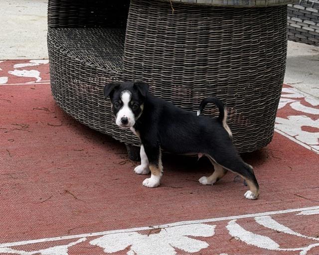 Enlarge Bean, a Adoptable mixed breed in Irwin, PA image 1/6