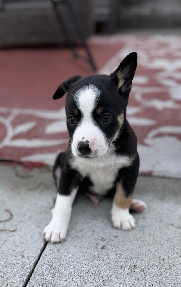 Bean, Adoptable, Puppy Male Terrier & Mixed Breed.