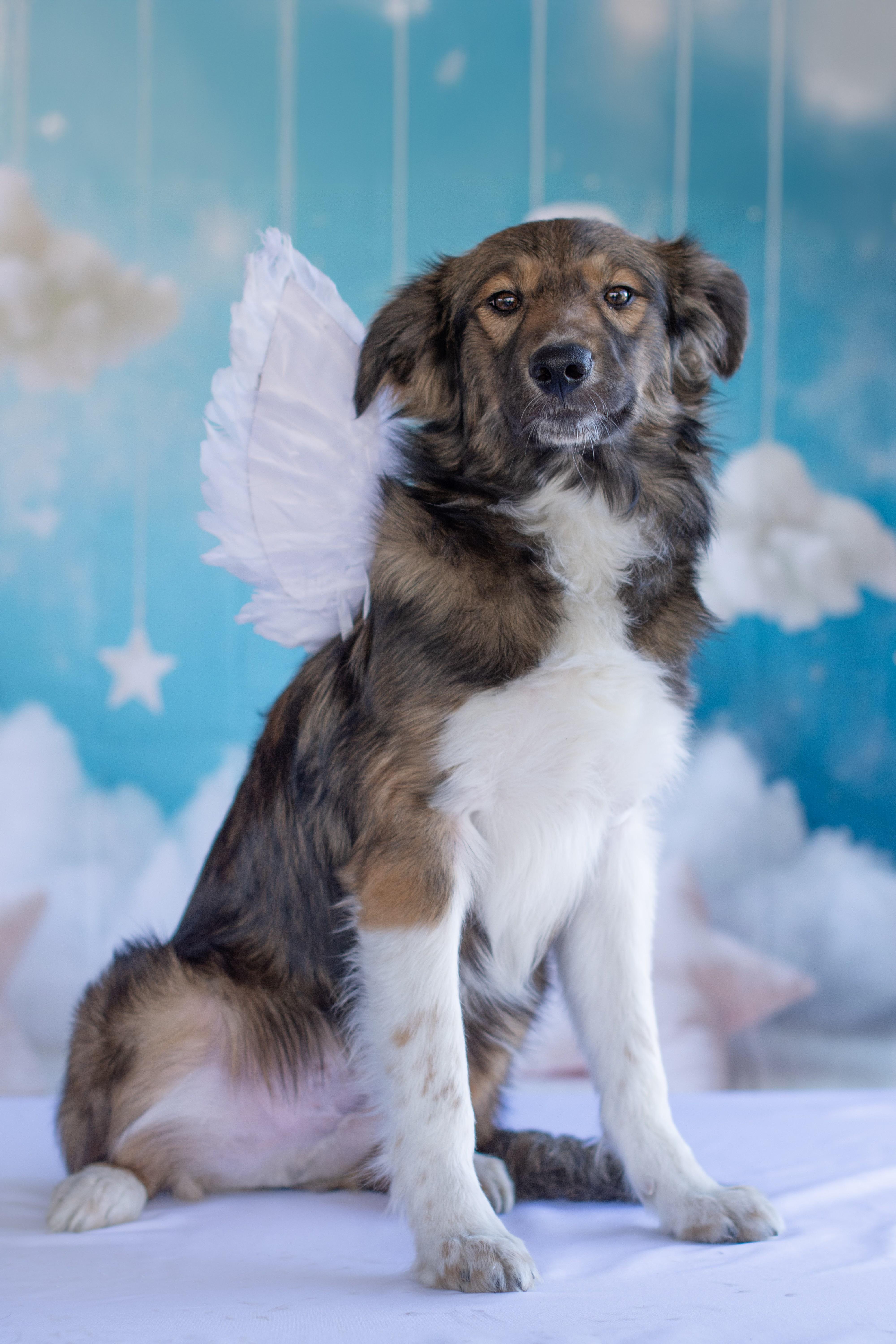 Enlarge Byron, a ADOPTABLE mixed breed in Indianapolis, IN image 2/3