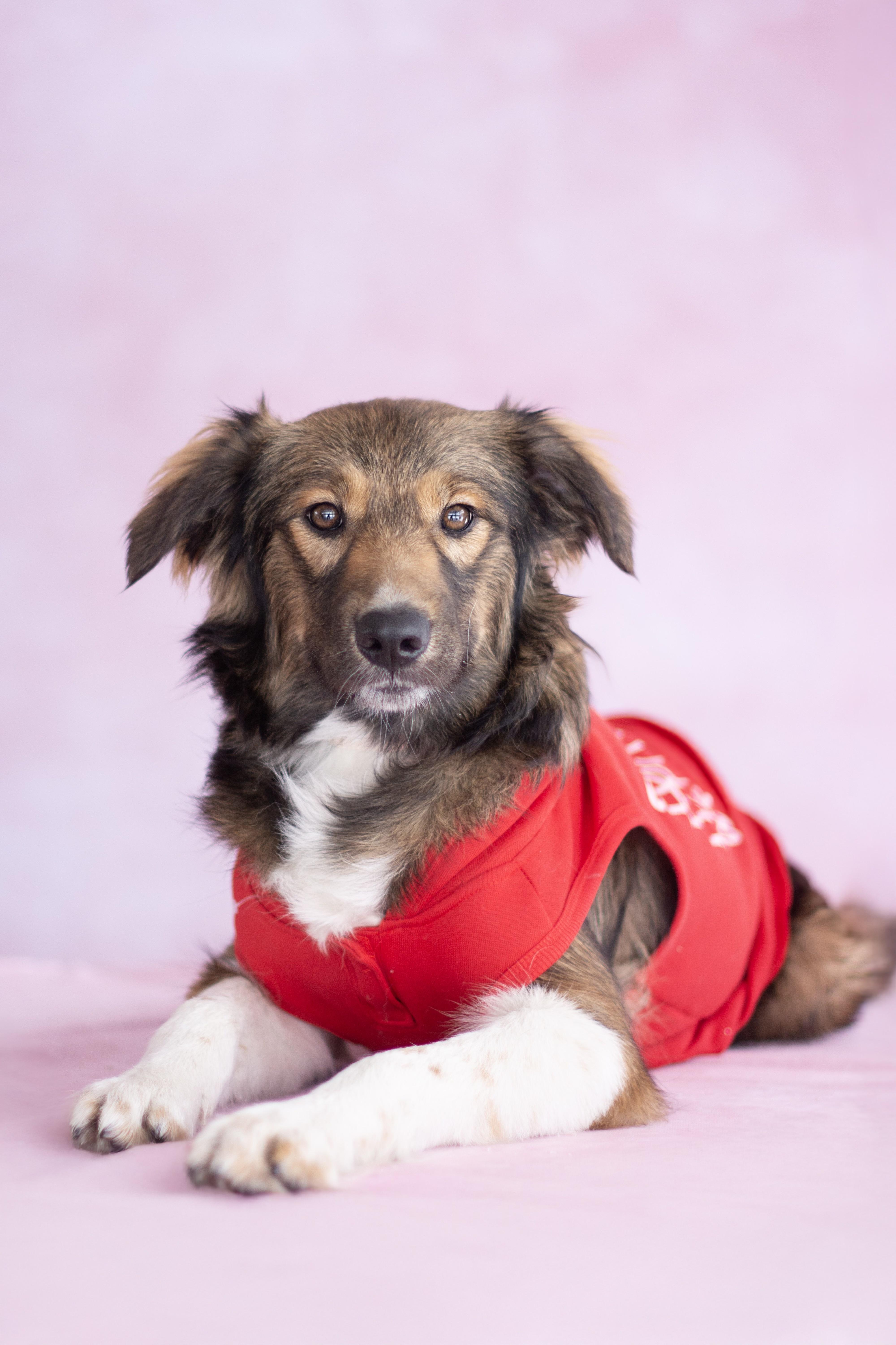 Byron, ADOPTABLE, Puppy Male Australian Shepherd.