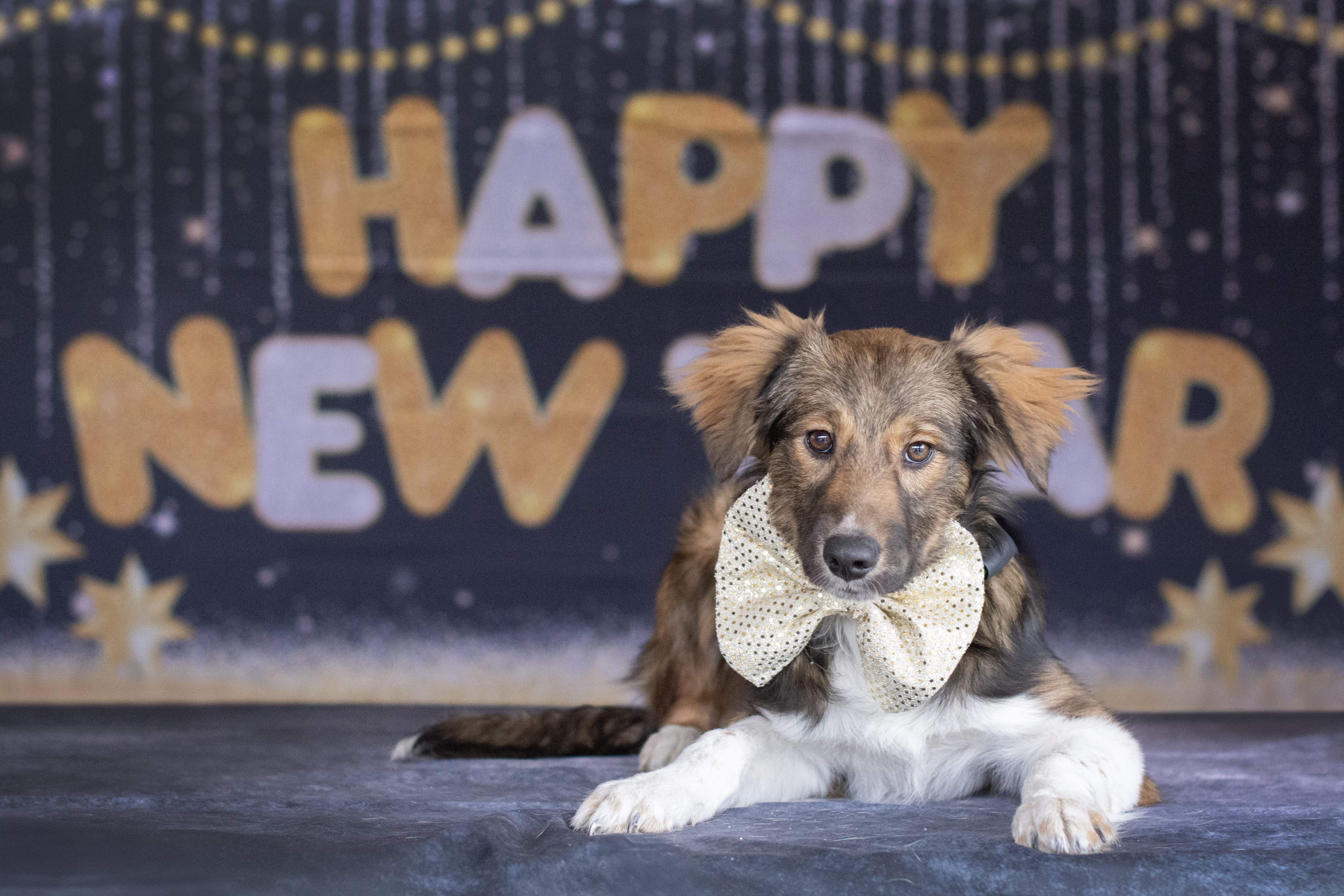 Enlarge Byron, a ADOPTABLE mixed breed in Indianapolis, IN image 3/3