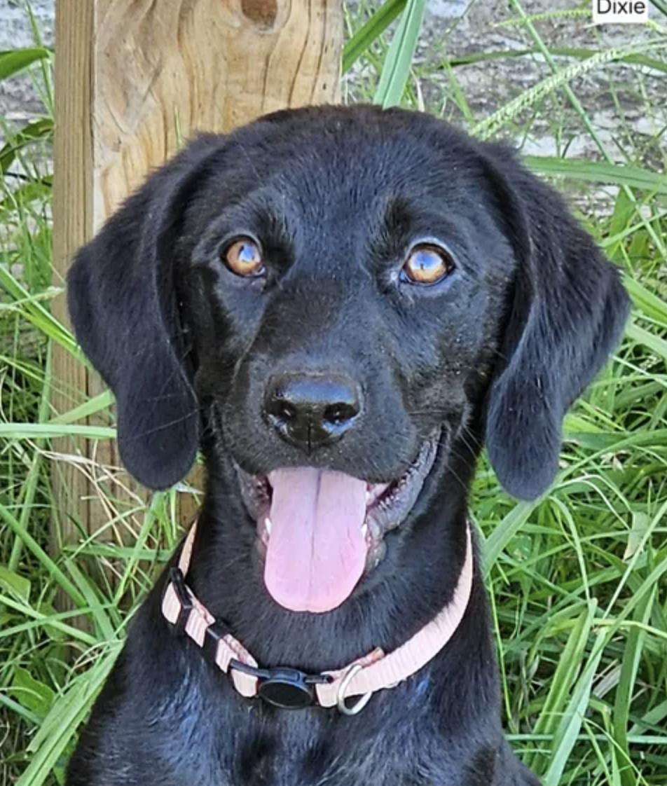 Obsidian, Adoptable, Puppy Female Plott Hound.