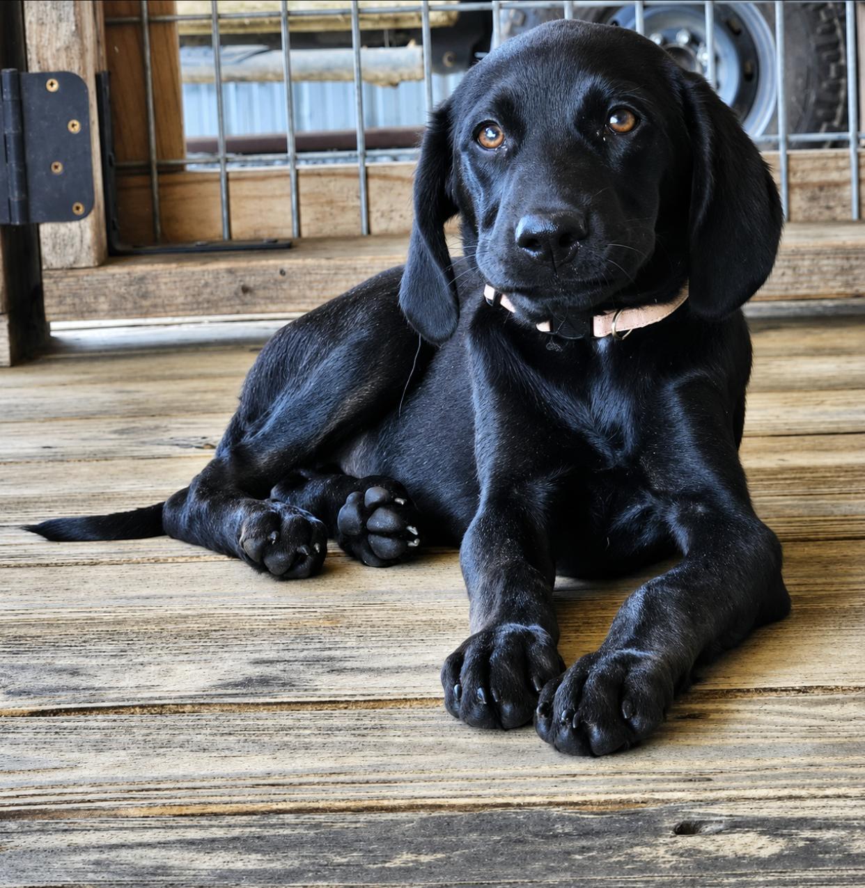 Obsidian, a Adoptable Plott Hound in TULSA, OK image 2/5