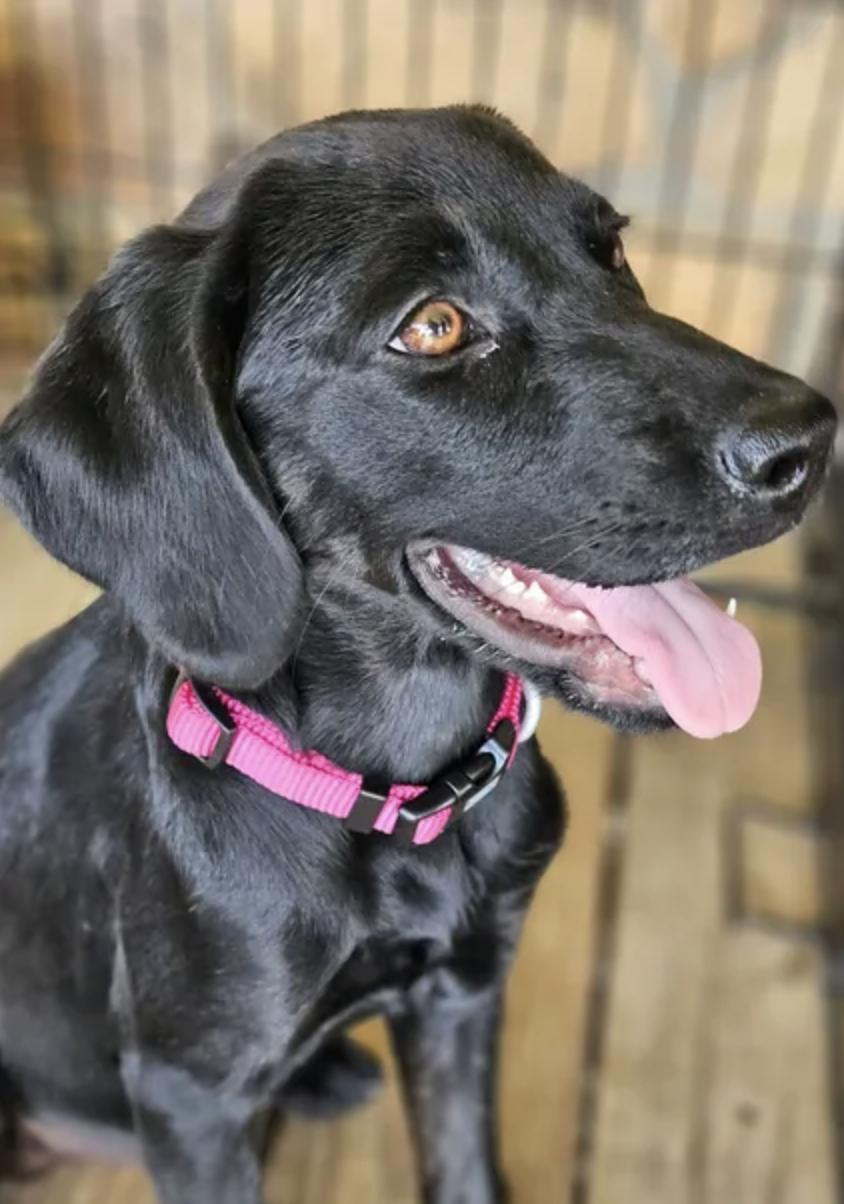 Obsidian, a Adoptable Plott Hound in TULSA, OK image 3/5