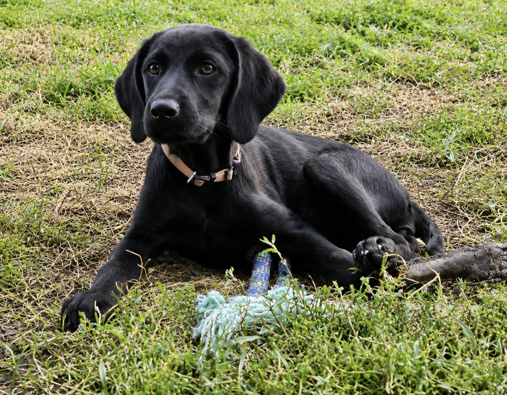 Obsidian, a Adoptable Plott Hound in TULSA, OK image 4/5