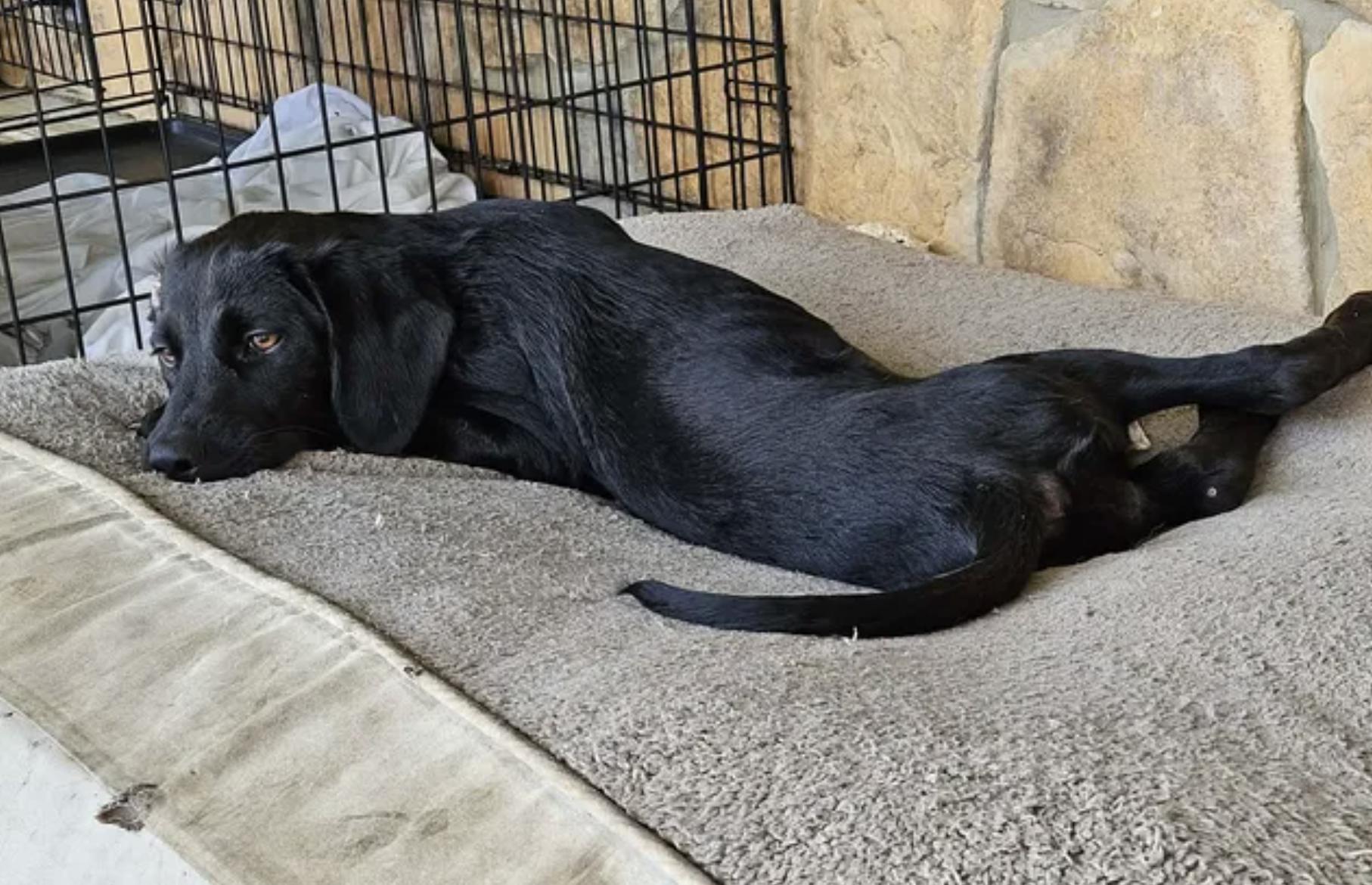 Obsidian, a Adoptable Plott Hound in TULSA, OK image 5/5