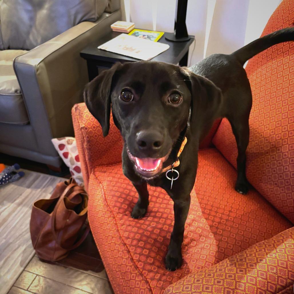 Macie, Adoptable, Young Female Labrador Retriever.