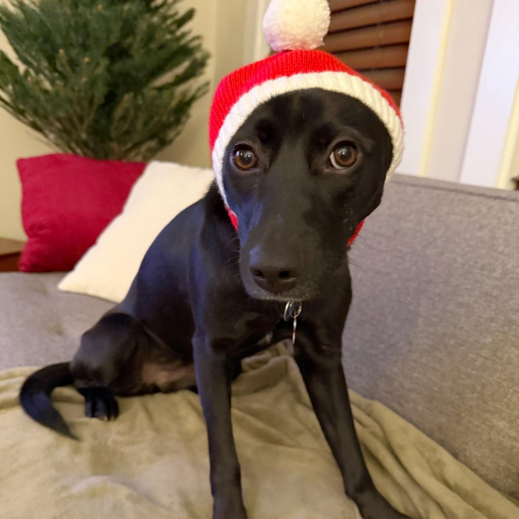 Enlarge Macie, a Adoptable mixed breed in Washington, DC image 2/6