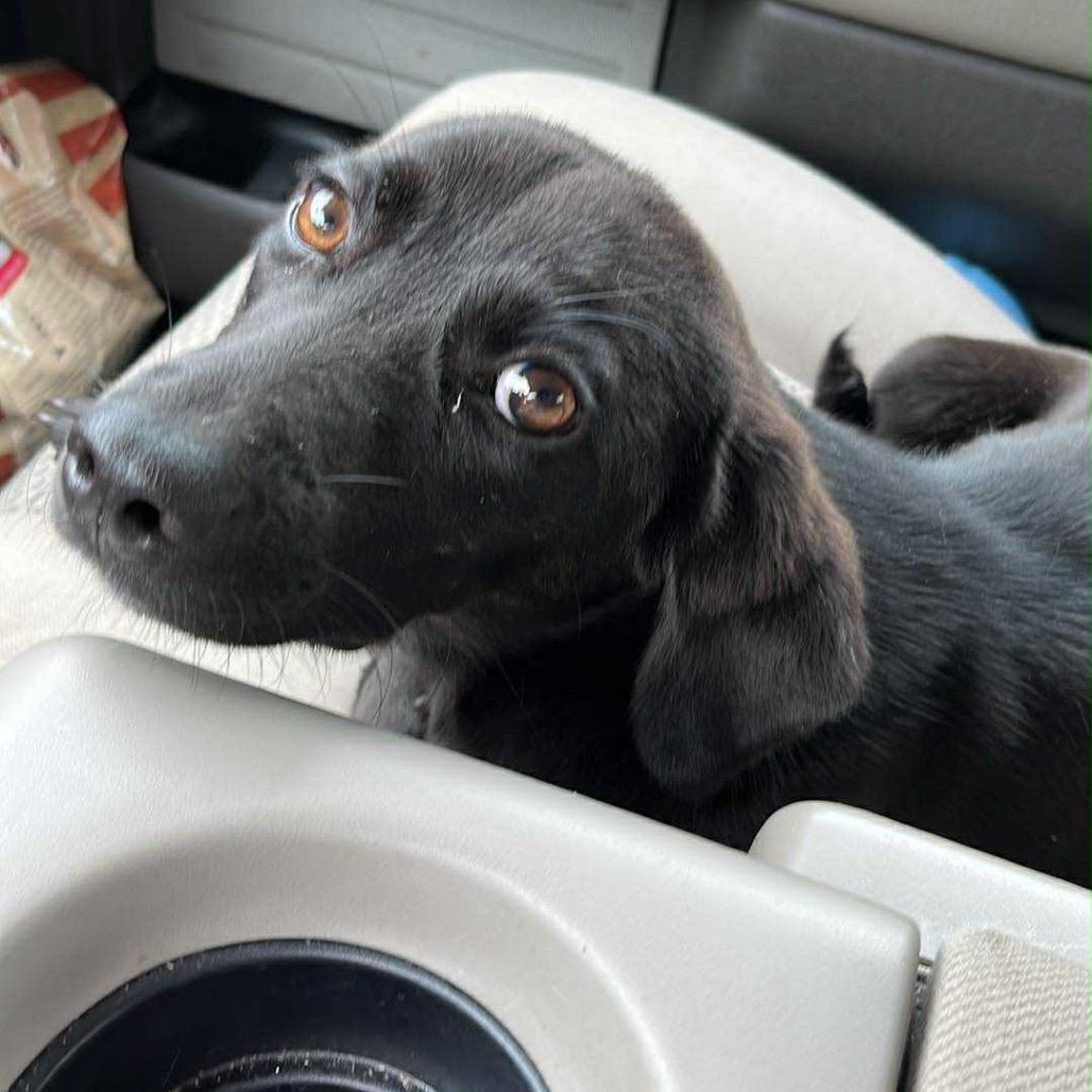 Enlarge Macie, a Adoptable mixed breed in Washington, DC image 3/6