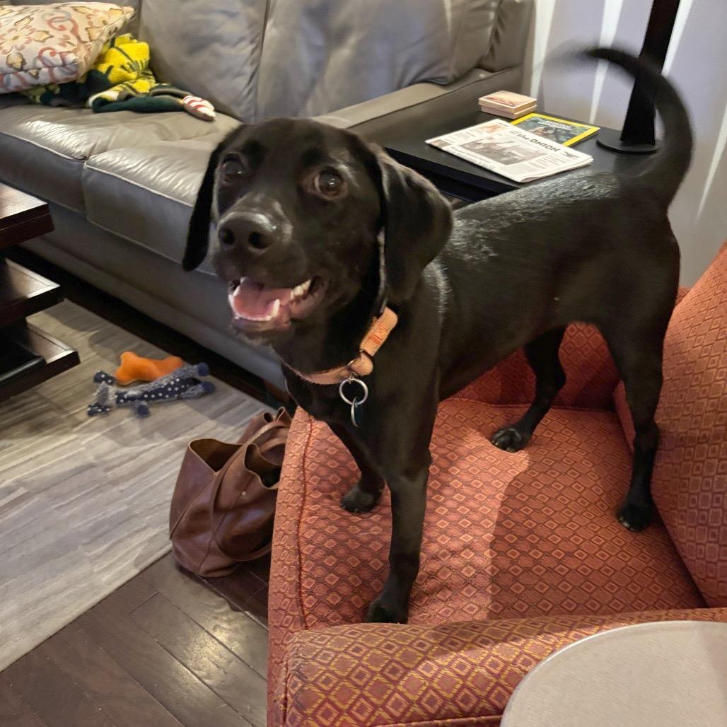 Enlarge Macie, a Adoptable mixed breed in Washington, DC image 4/6