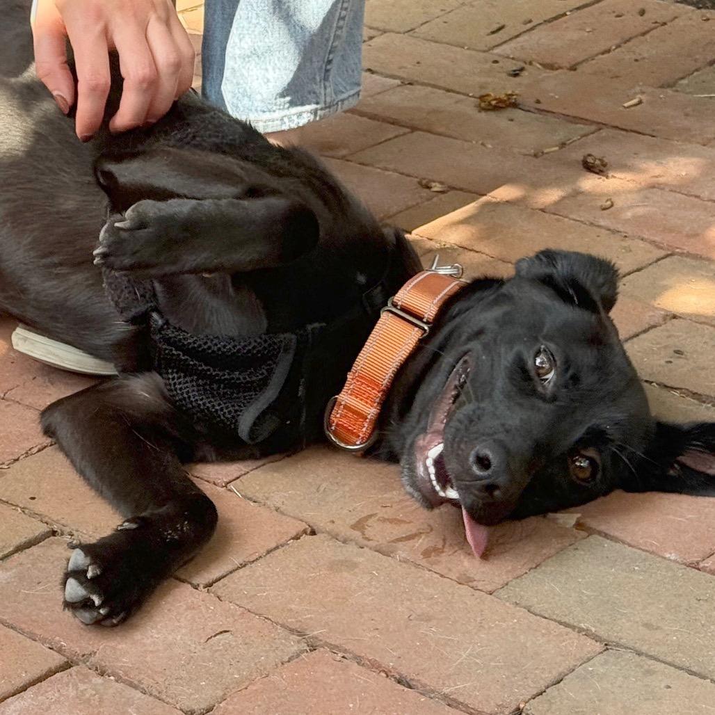 Enlarge Macie, a Adoptable mixed breed in Washington, DC image 5/6