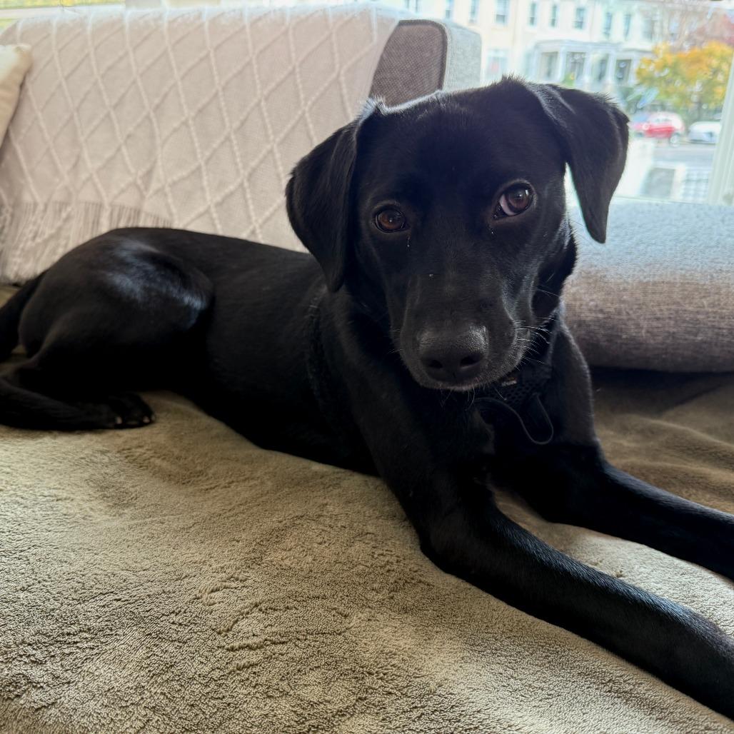 Enlarge Macie, a Adoptable mixed breed in Washington, DC image 5/6