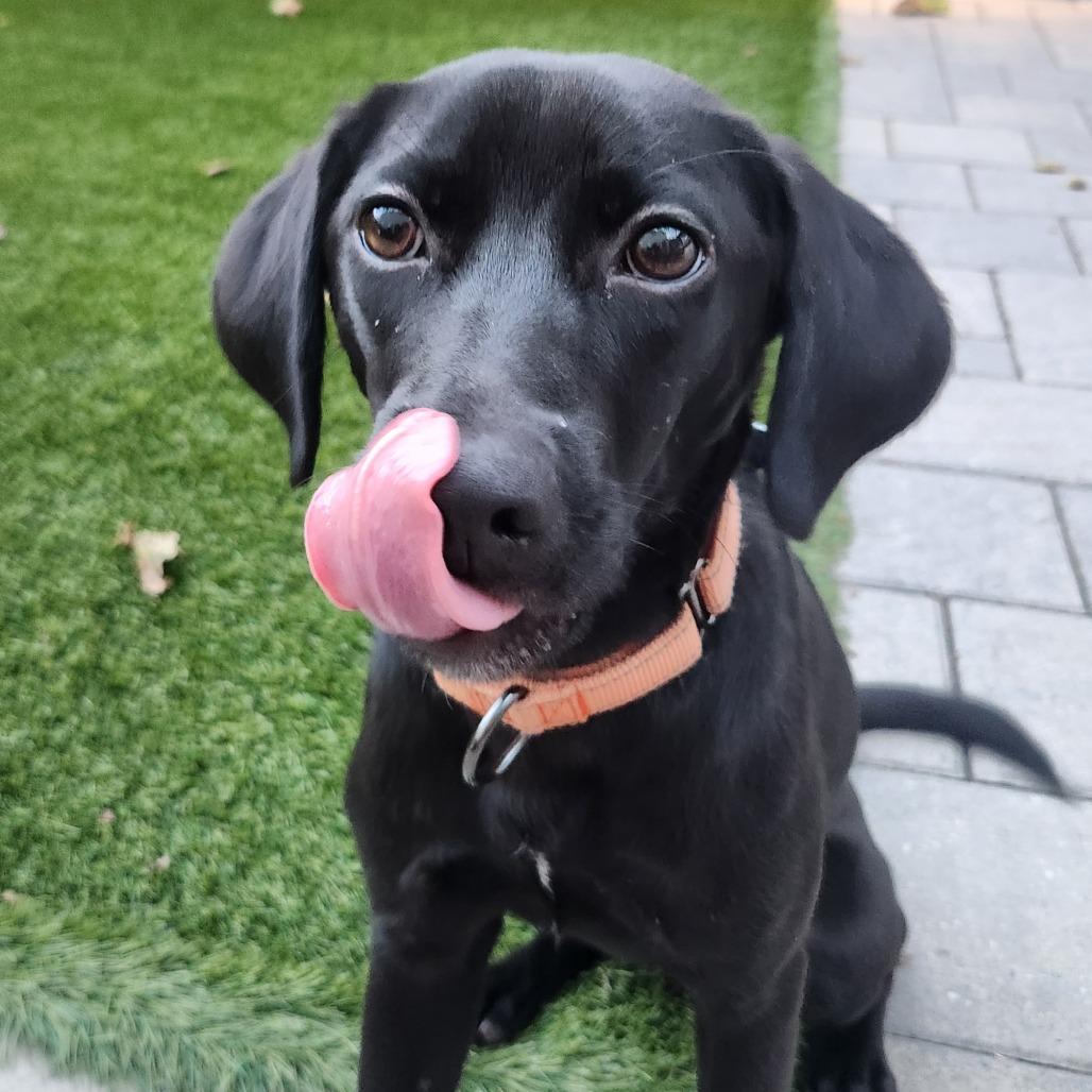 Enlarge Macie, a Adoptable mixed breed in Washington, DC image 6/6