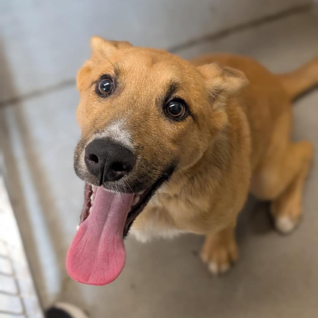 Dale, Adoptable, Young Male Mixed Breed.