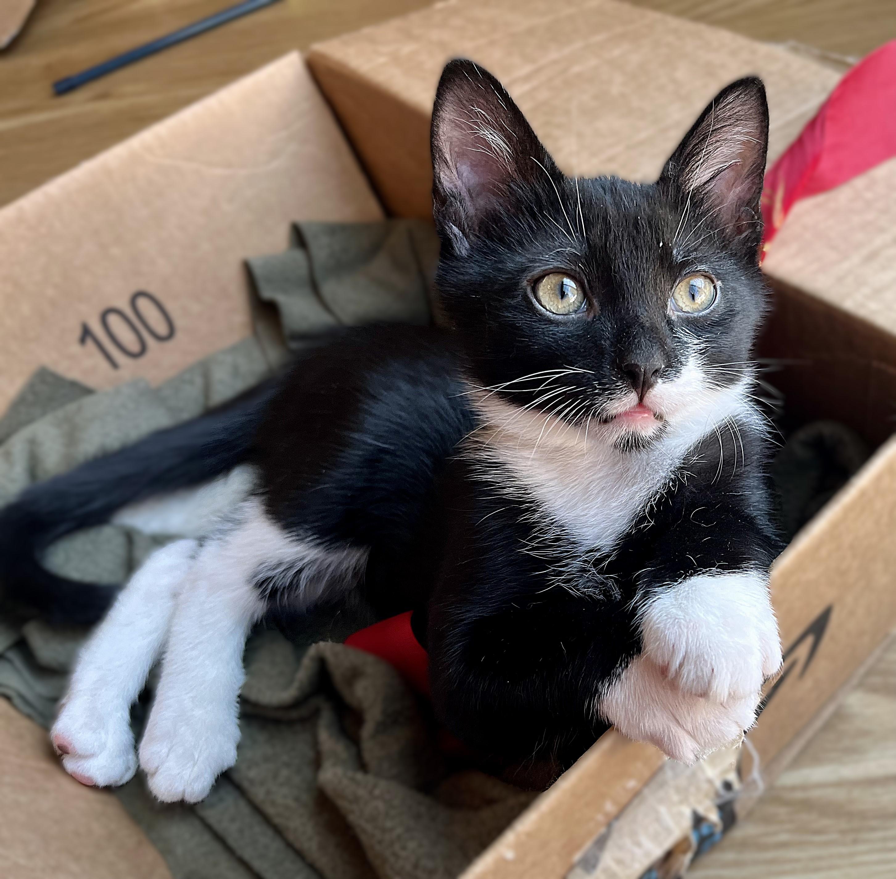 Sparrow, a Adoptable mixed breed in Rocky Hill, CT image 4/6