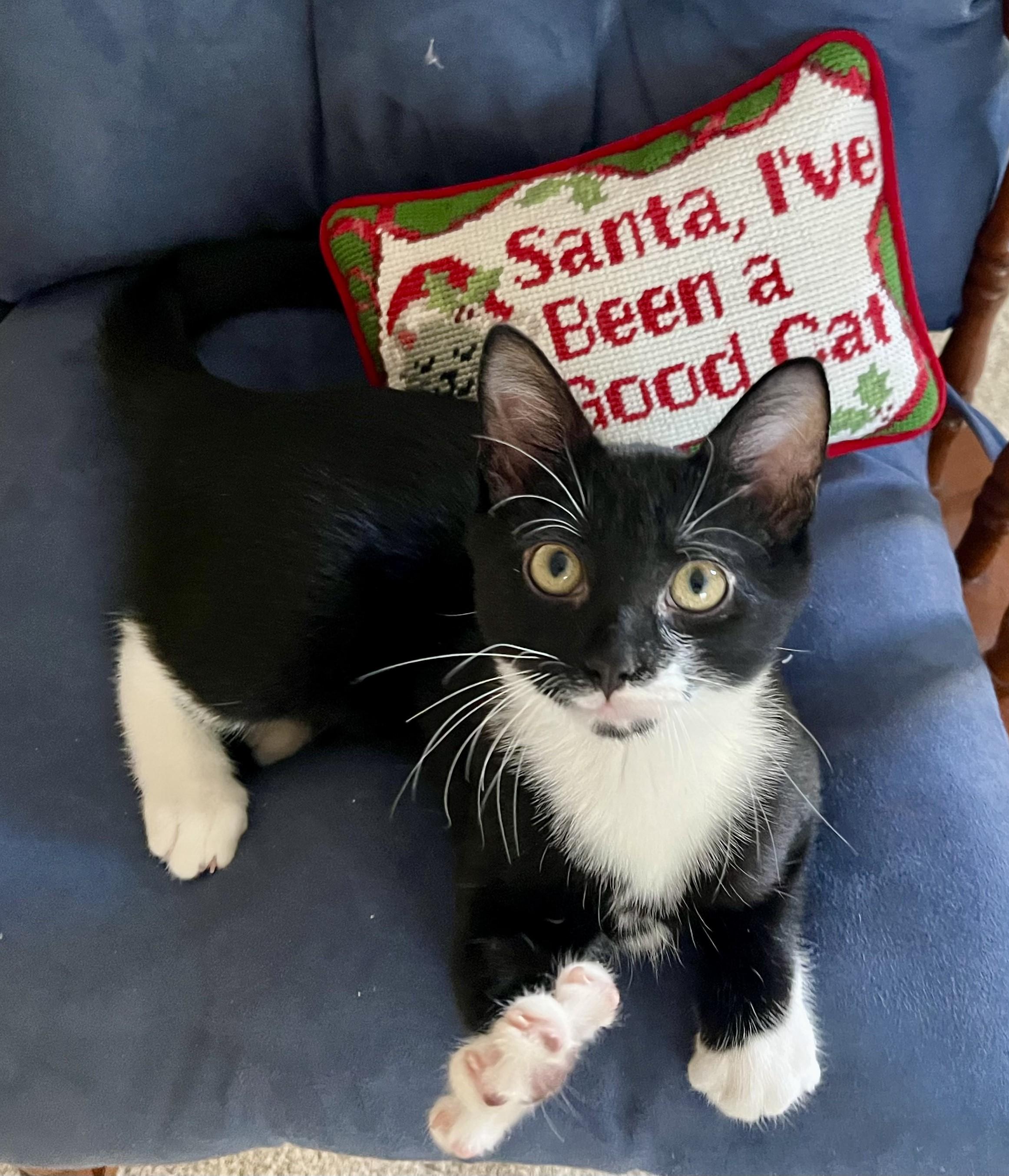 Sparrow, a Adoptable mixed breed in Rocky Hill, CT image 1/6