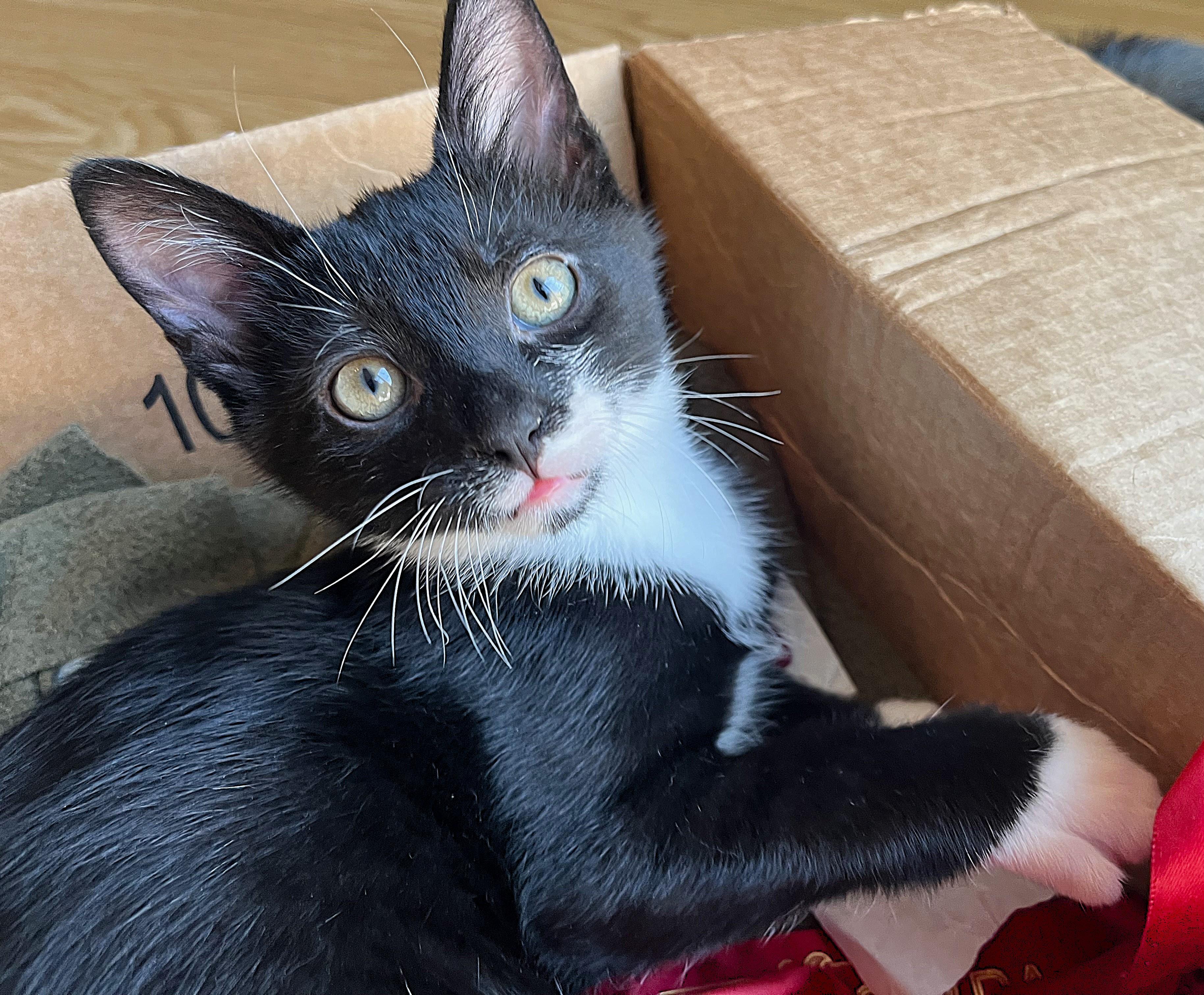 Sparrow, a Adoptable mixed breed in Rocky Hill, CT image 5/6