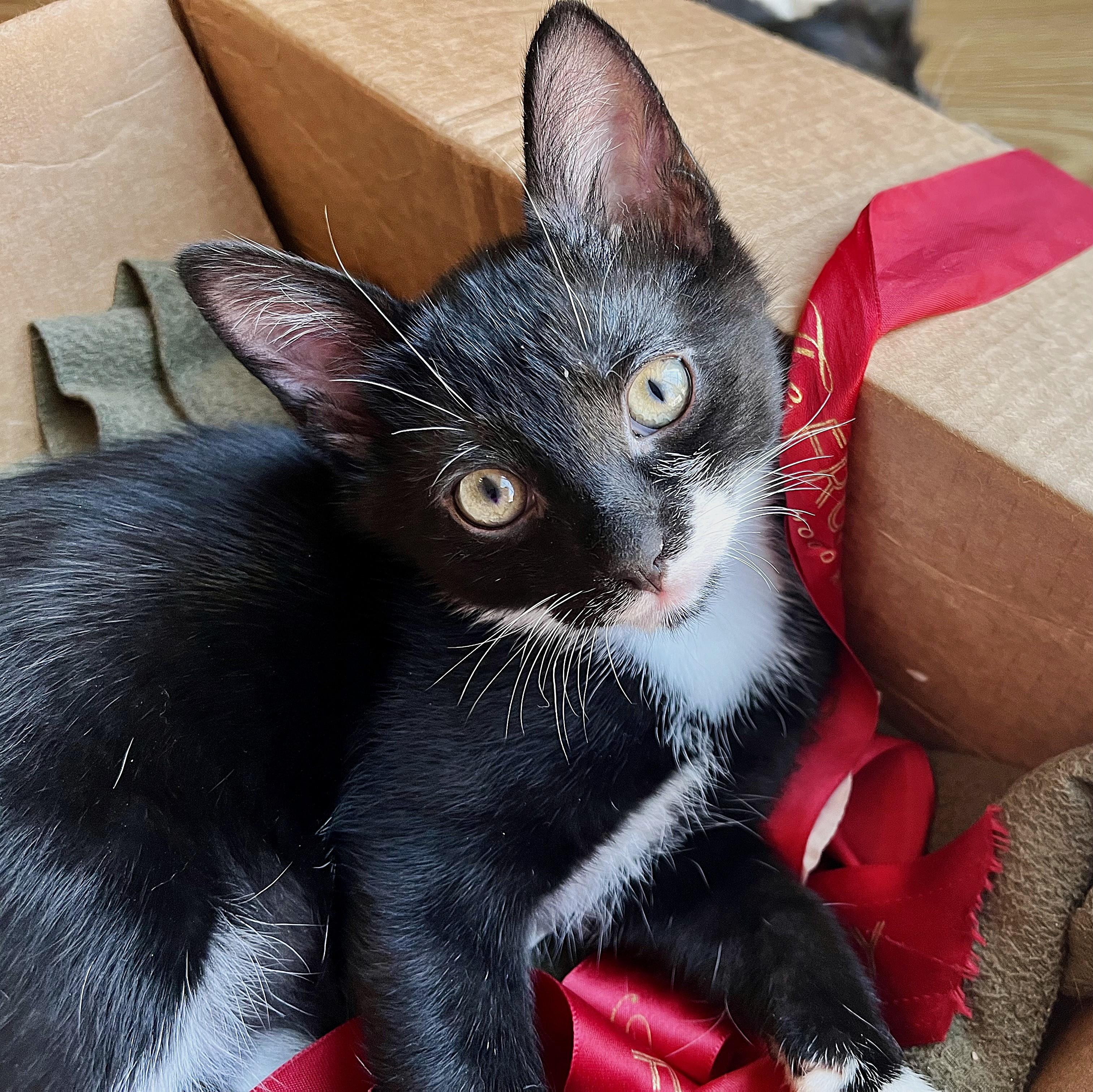 Sparrow, a Adoptable mixed breed in Rocky Hill, CT image 2/6