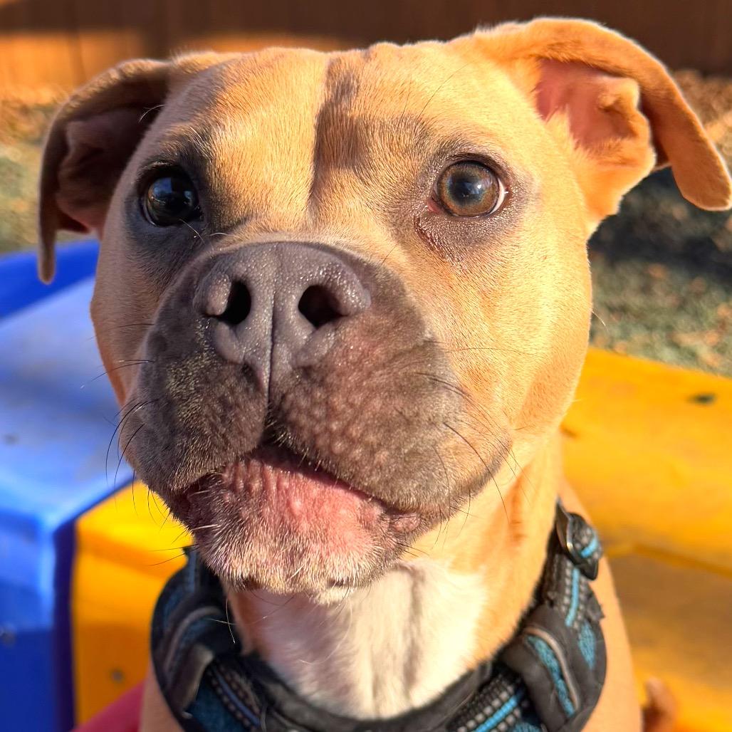 Enlarge Goldfish, a Adoptable Terrier in Decatur, GA image 3/6