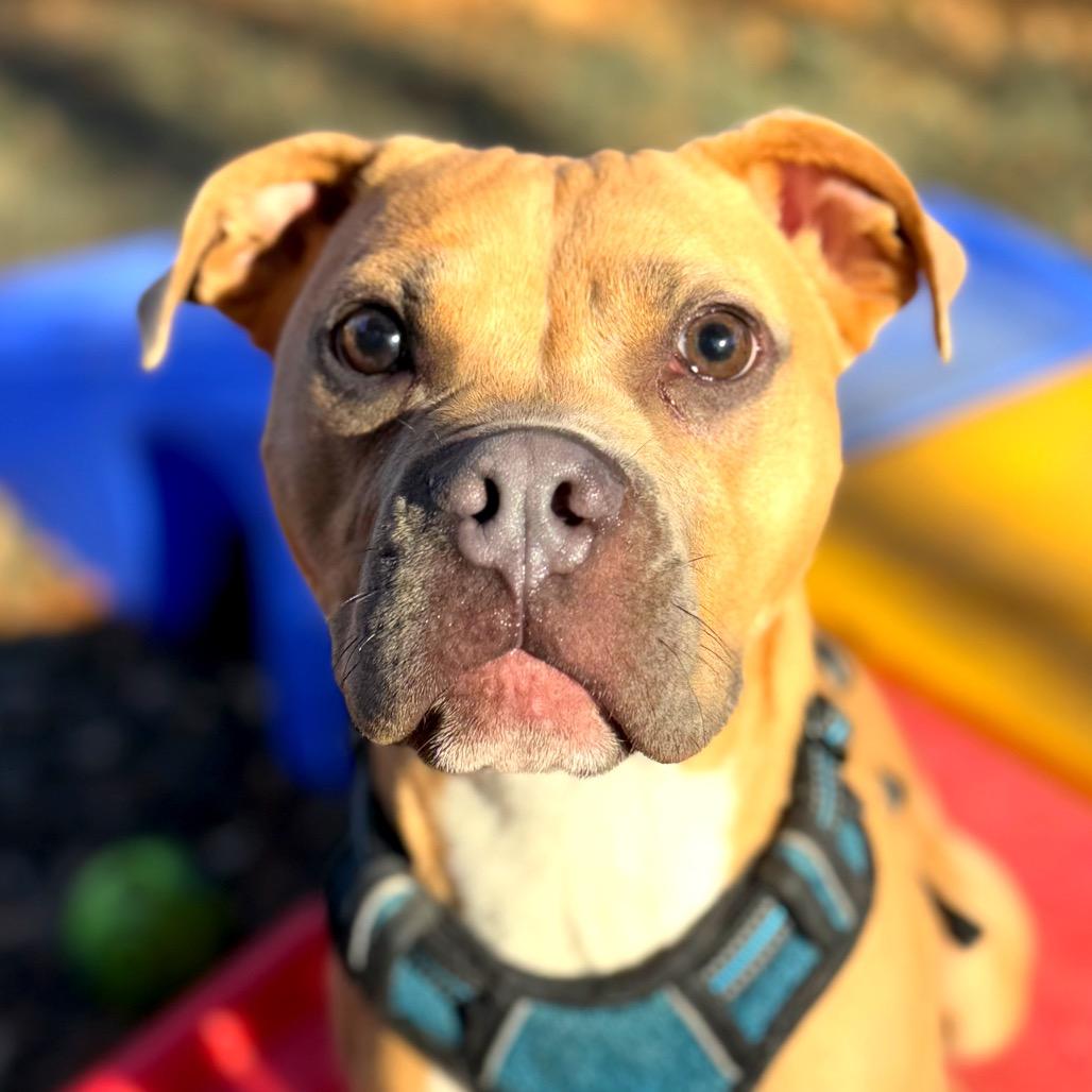 Enlarge Goldfish, a Adoptable Terrier in Decatur, GA image 4/6