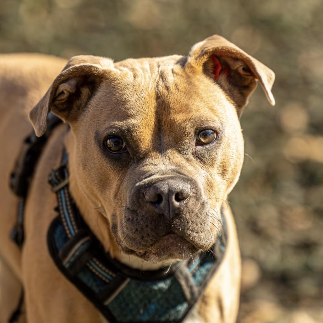 Enlarge Goldfish, a Adoptable Terrier in Decatur, GA image 5/6