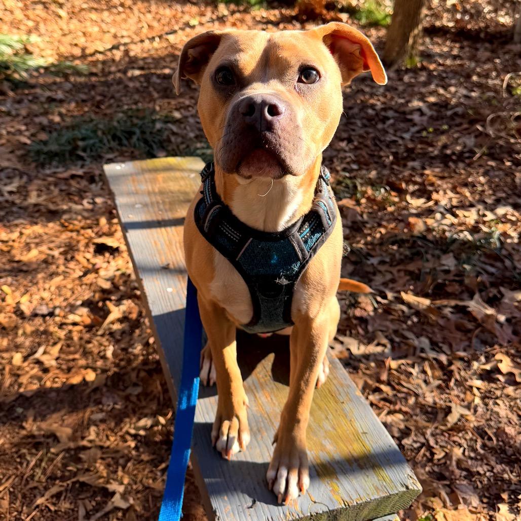 Enlarge Goldfish, a Adoptable Terrier in Decatur, GA image 6/6