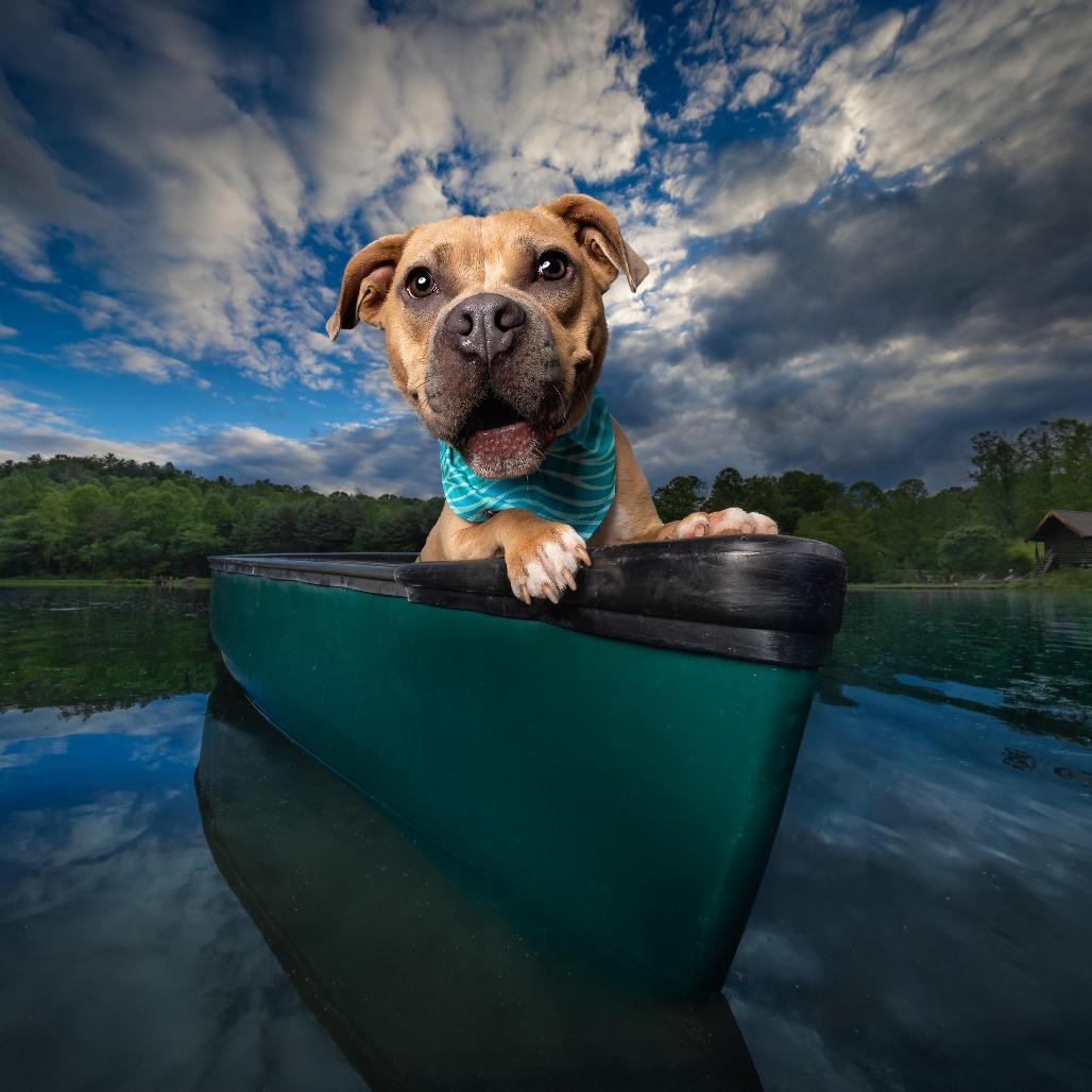 Enlarge Goldfish, a Adoptable Terrier in Decatur, GA image 6/6