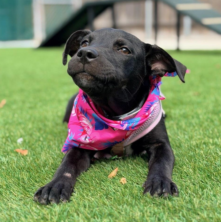 Enlarge Olive, a ADOPTABLE mixed breed in Key Largo, FL image 2/6