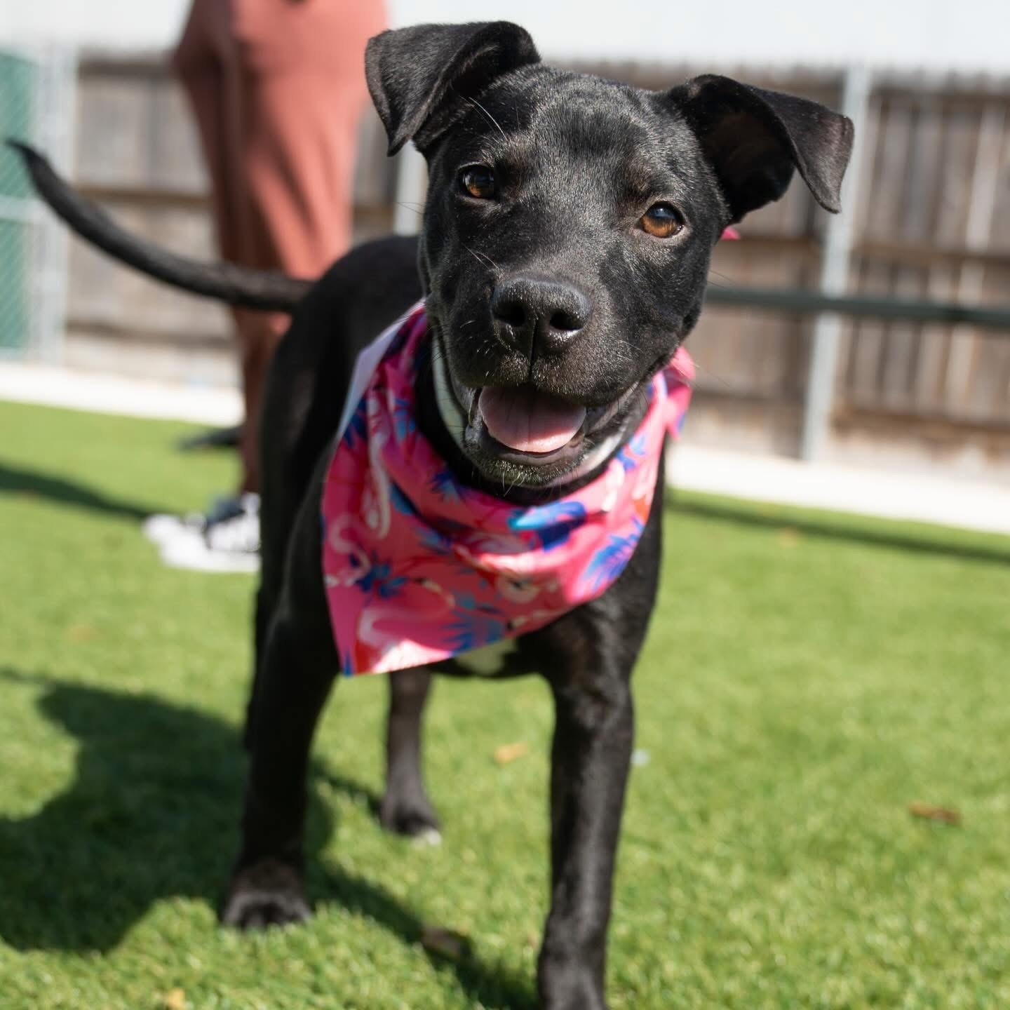 Olive, ADOPTABLE, Puppy Female Pit Bull Terrier & Labrador Retriever.