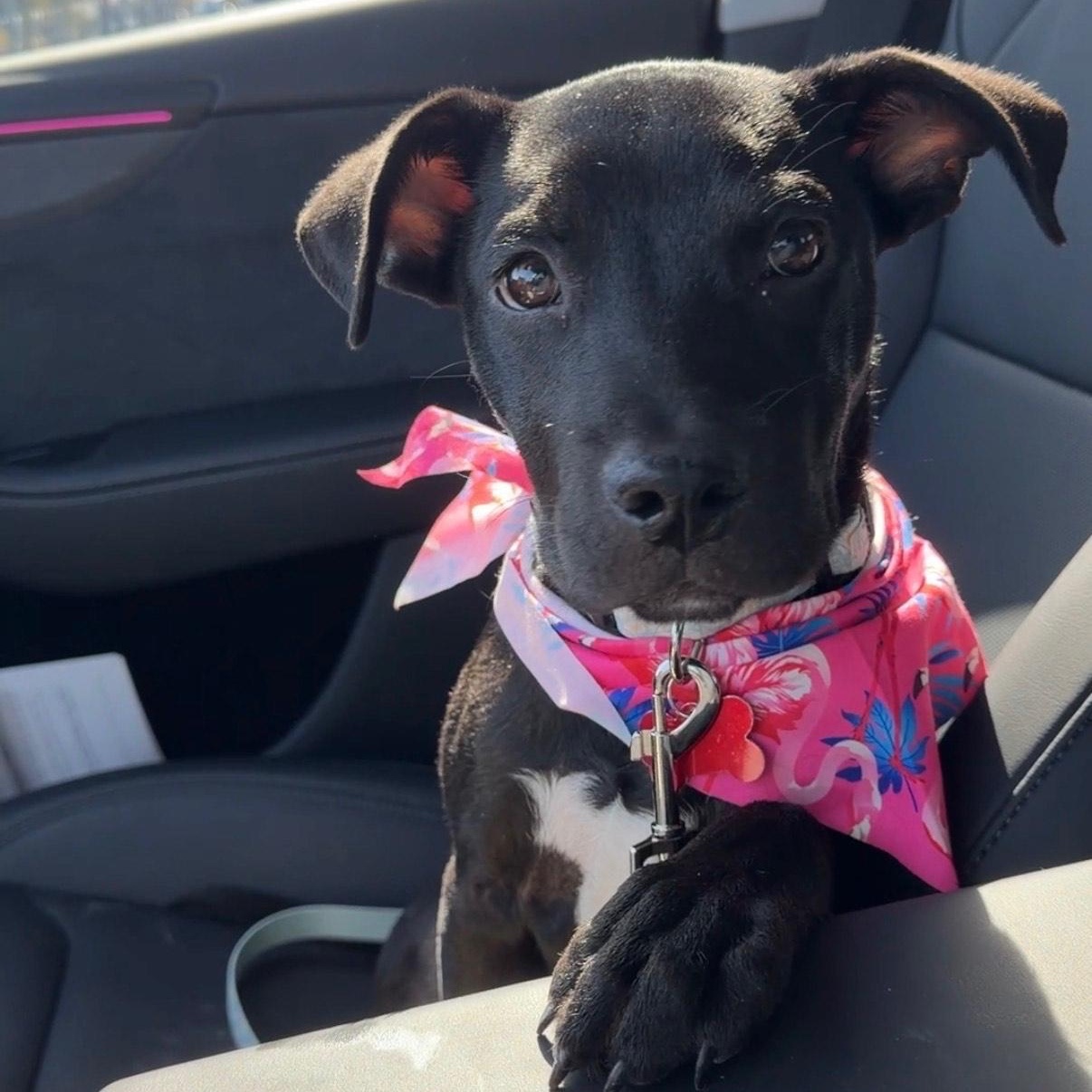 Enlarge Olive, a ADOPTABLE mixed breed in Key Largo, FL image 4/6