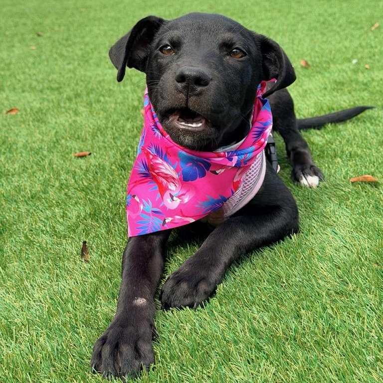 Enlarge Olive, a ADOPTABLE mixed breed in Key Largo, FL image 5/6