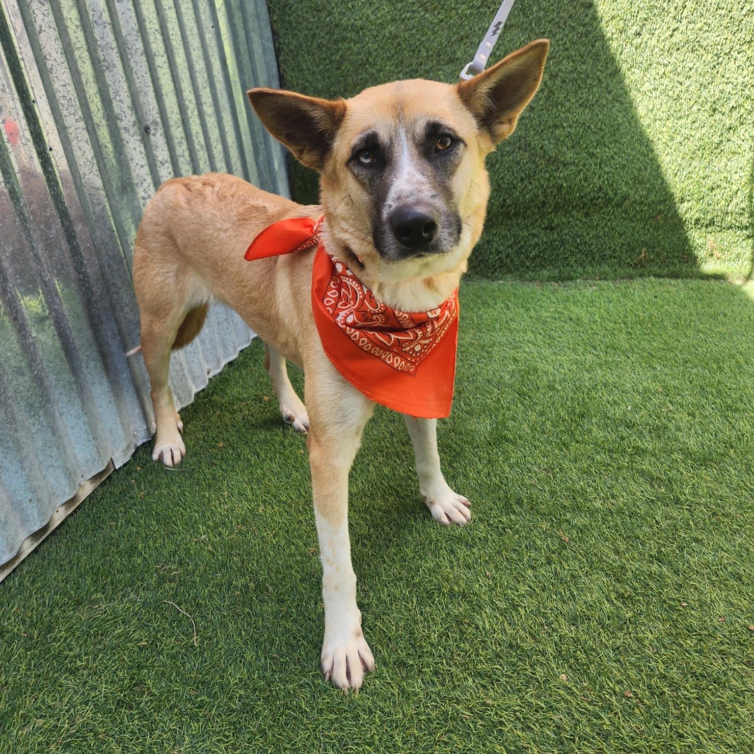 Amelia — thumbnail 4