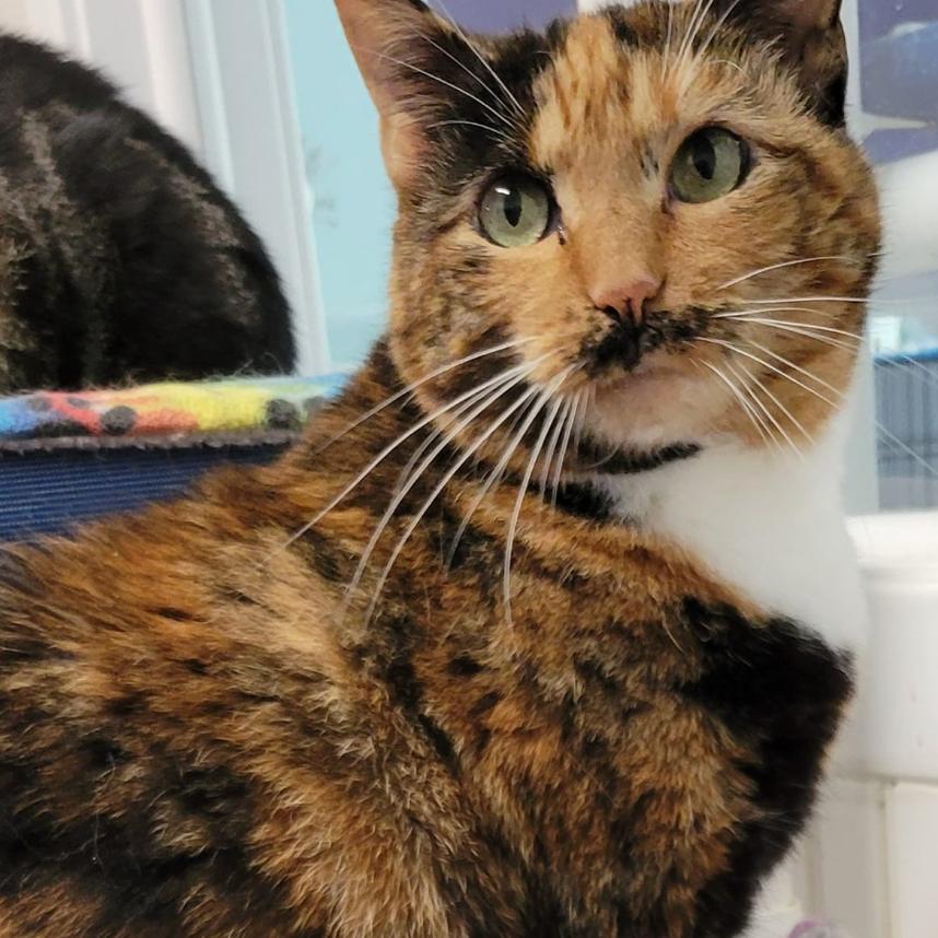 Enlarge 19-169 Sienna, a Adoptable Domestic Short Hair in North Branford, CT image 1/3