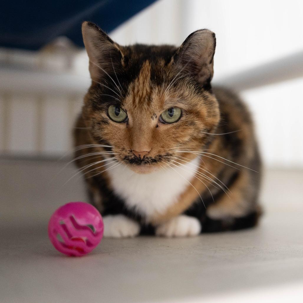 19-169 Sienna, a Adoptable Domestic Short Hair in North Branford, CT image 2/4