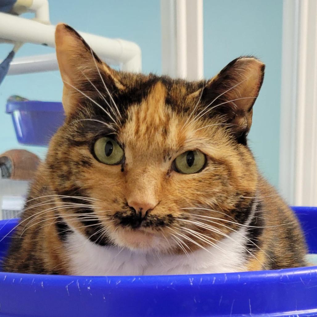 Enlarge 19-169 Sienna, a Adoptable Domestic Short Hair in North Branford, CT image 2/3