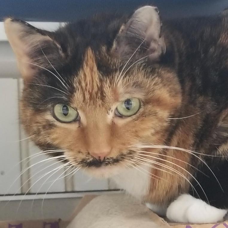 Enlarge 19-169 Sienna, a Adoptable Domestic Short Hair in North Branford, CT image 3/3