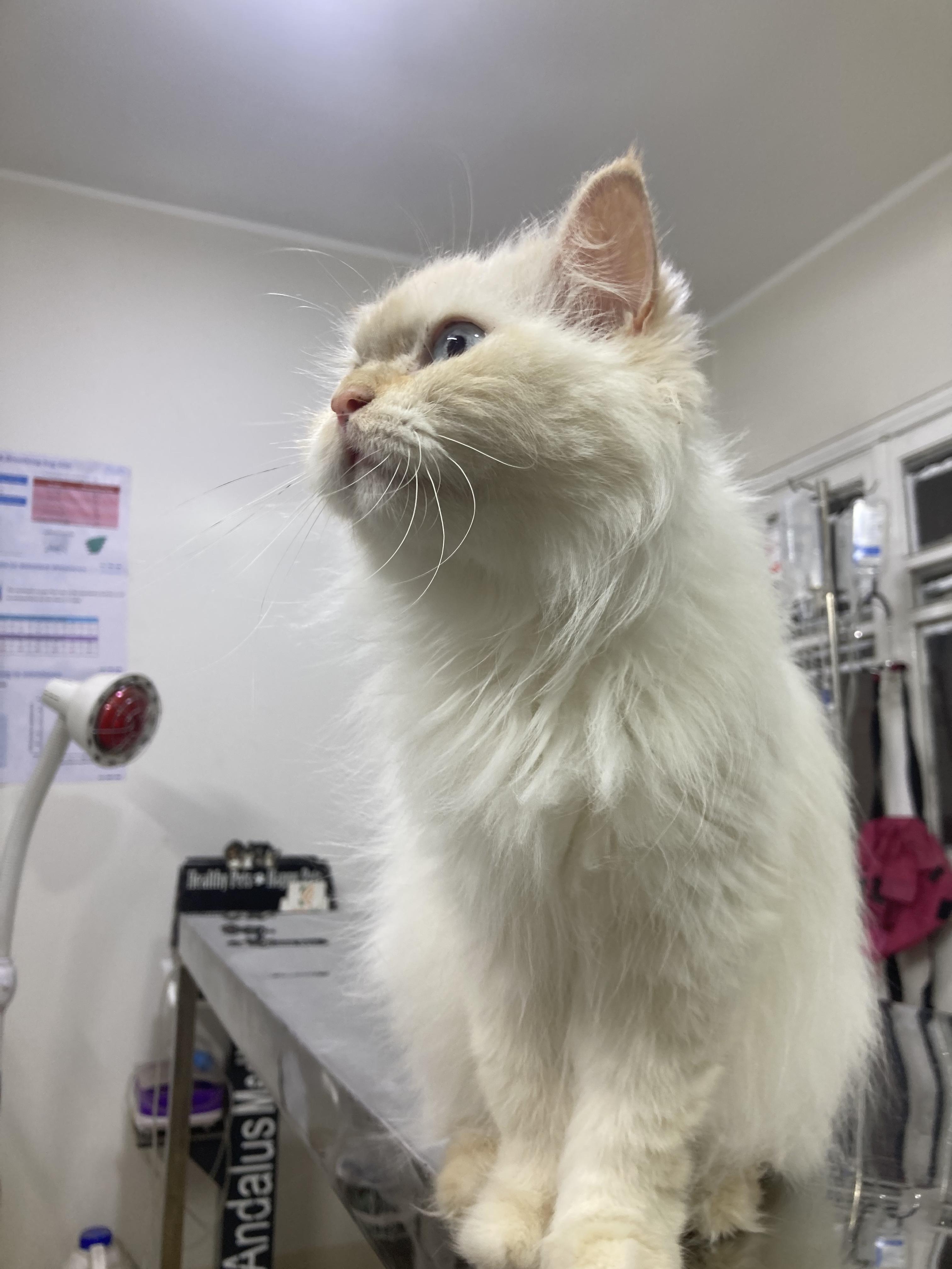 Enlarge Jasmine - A Sweet, Loving Cat Looking for Her Forever Home., a ADOPTABLE mixed breed in North York, ON image 6/6
