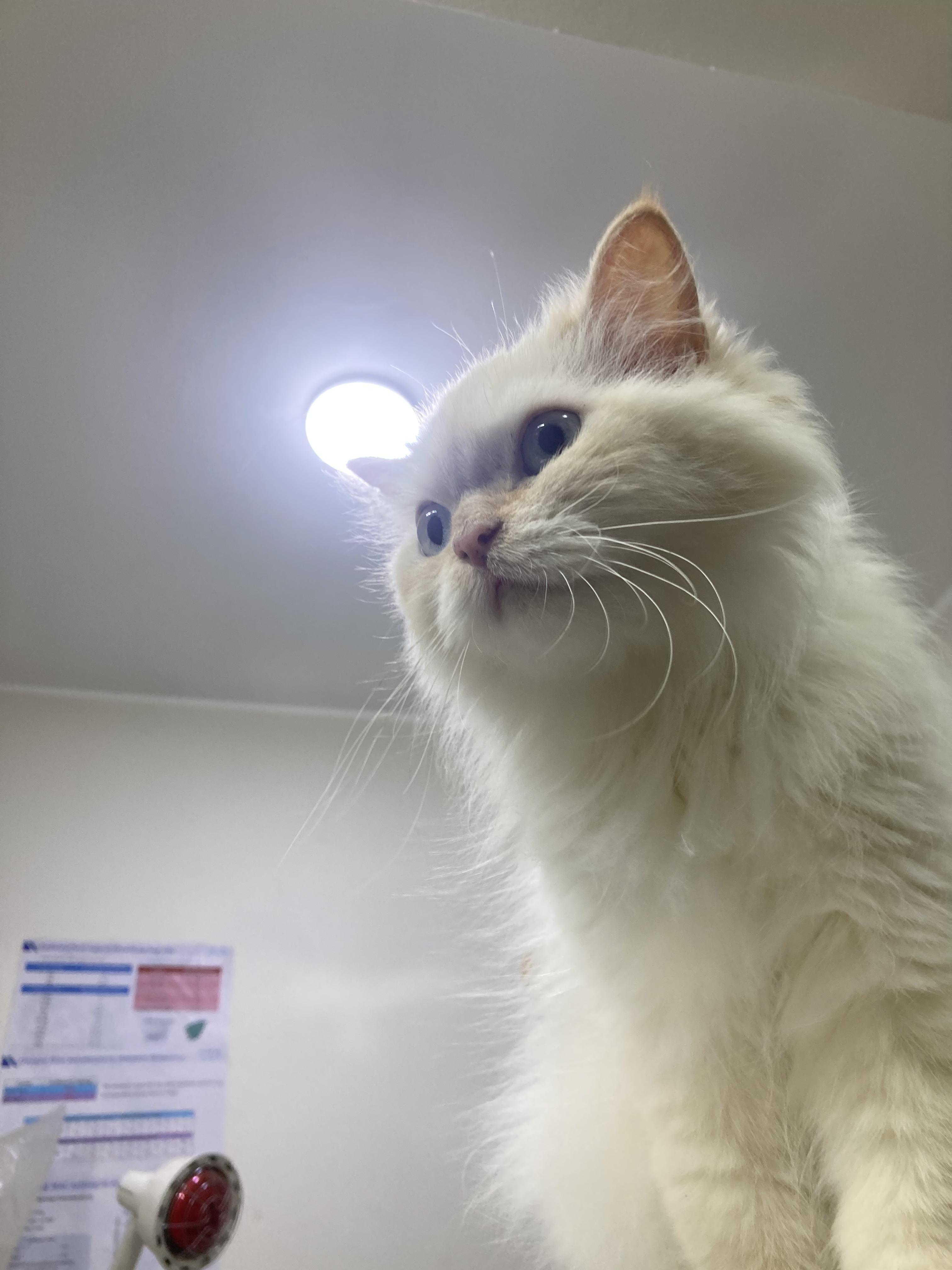 Enlarge Jasmine - A Sweet, Loving Cat Looking for Her Forever Home., a ADOPTABLE mixed breed in North York, ON image 5/6