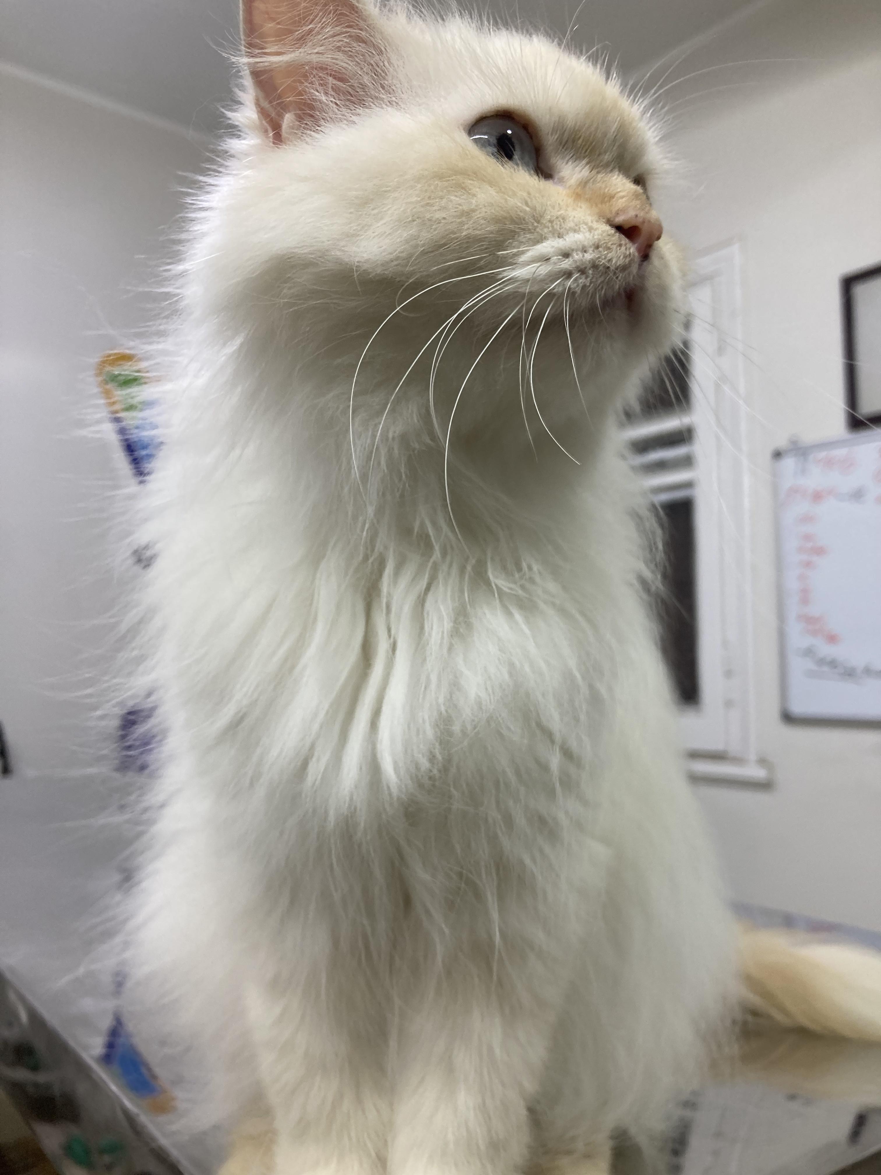Enlarge Jasmine - A Sweet, Loving Cat Looking for Her Forever Home., a ADOPTABLE mixed breed in North York, ON image 2/6