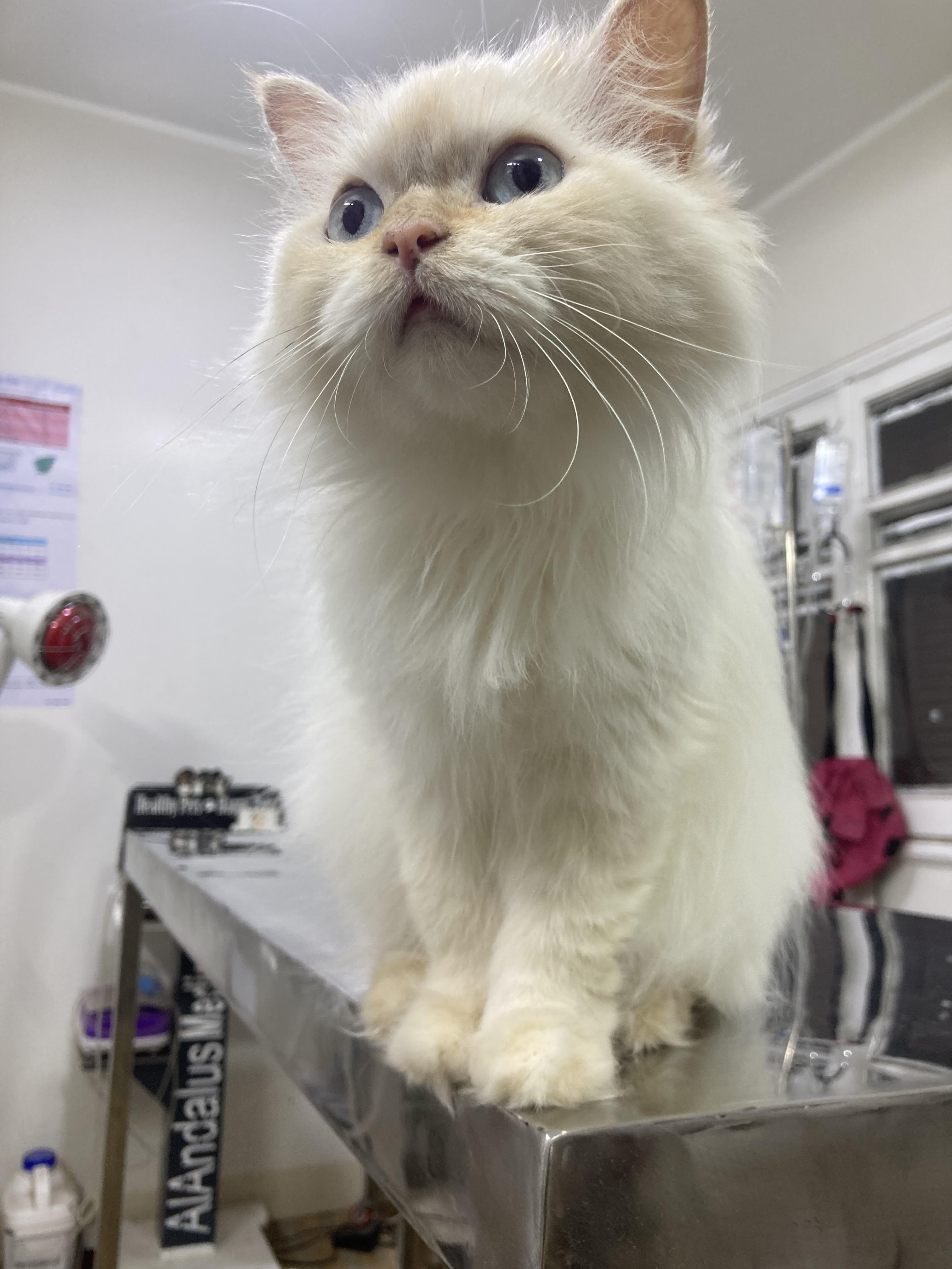 Enlarge Jasmine - A Sweet, Loving Cat Looking for Her Forever Home., a ADOPTABLE mixed breed in North York, ON image 1/6